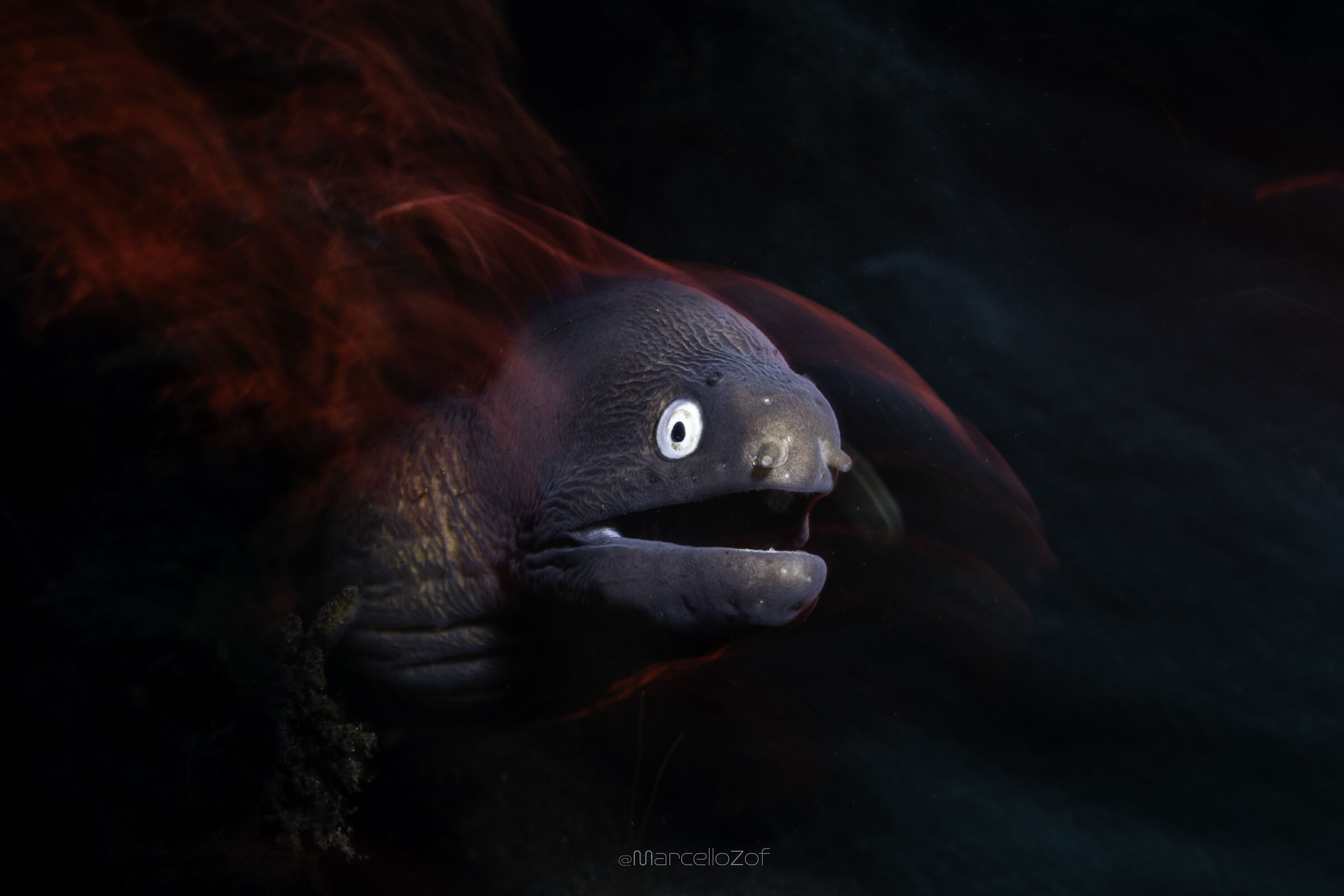 Jurassic Park underwater