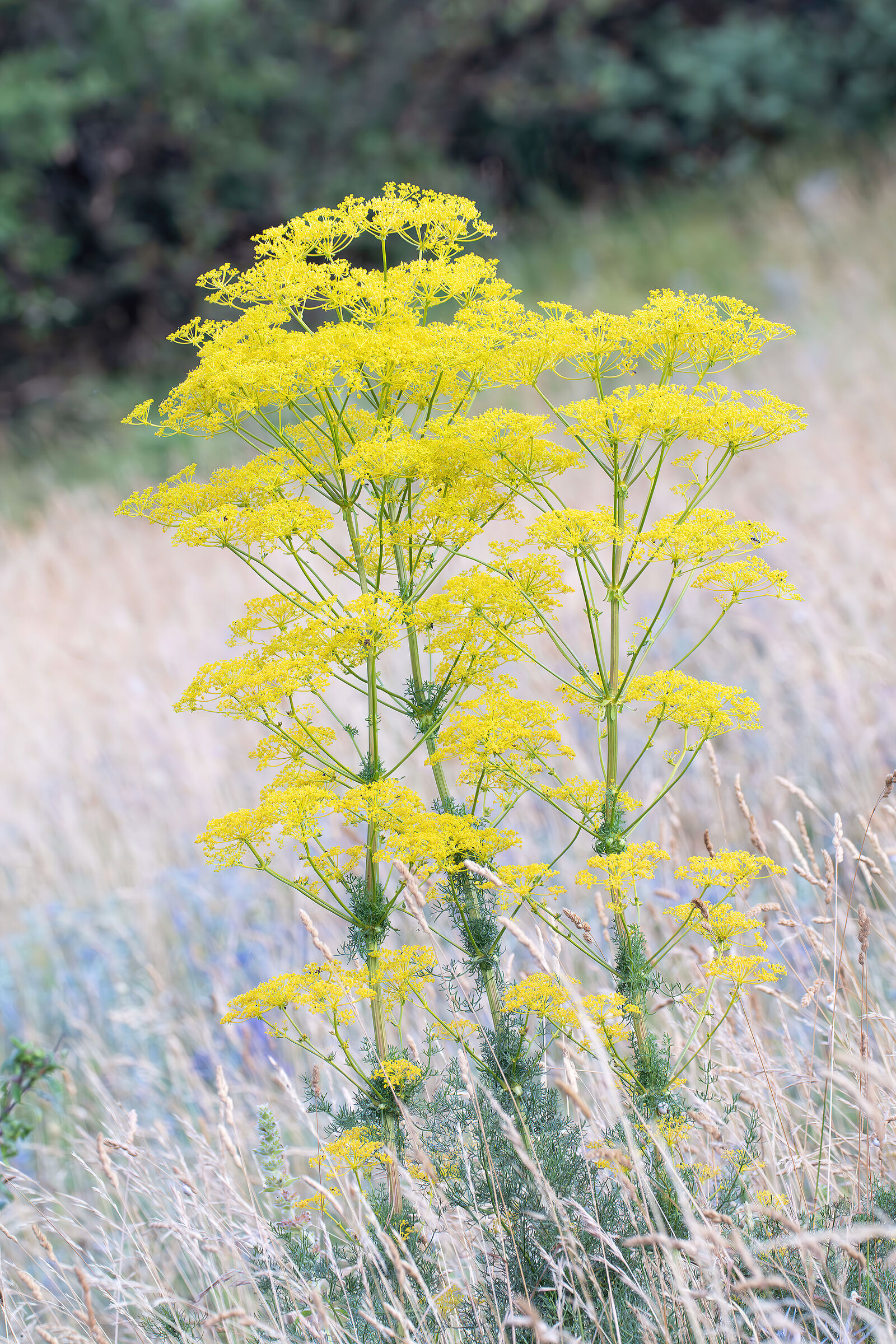Dill. The oasis in the desert