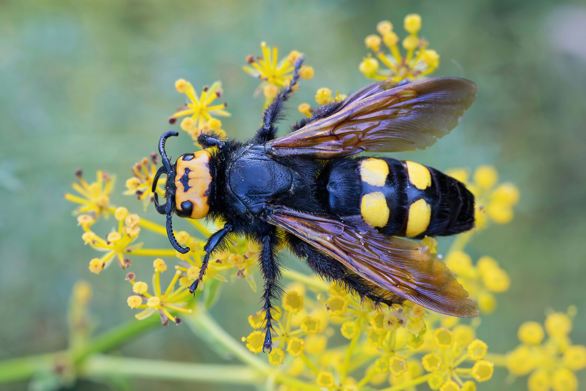 Megascolia maculata flavifrons