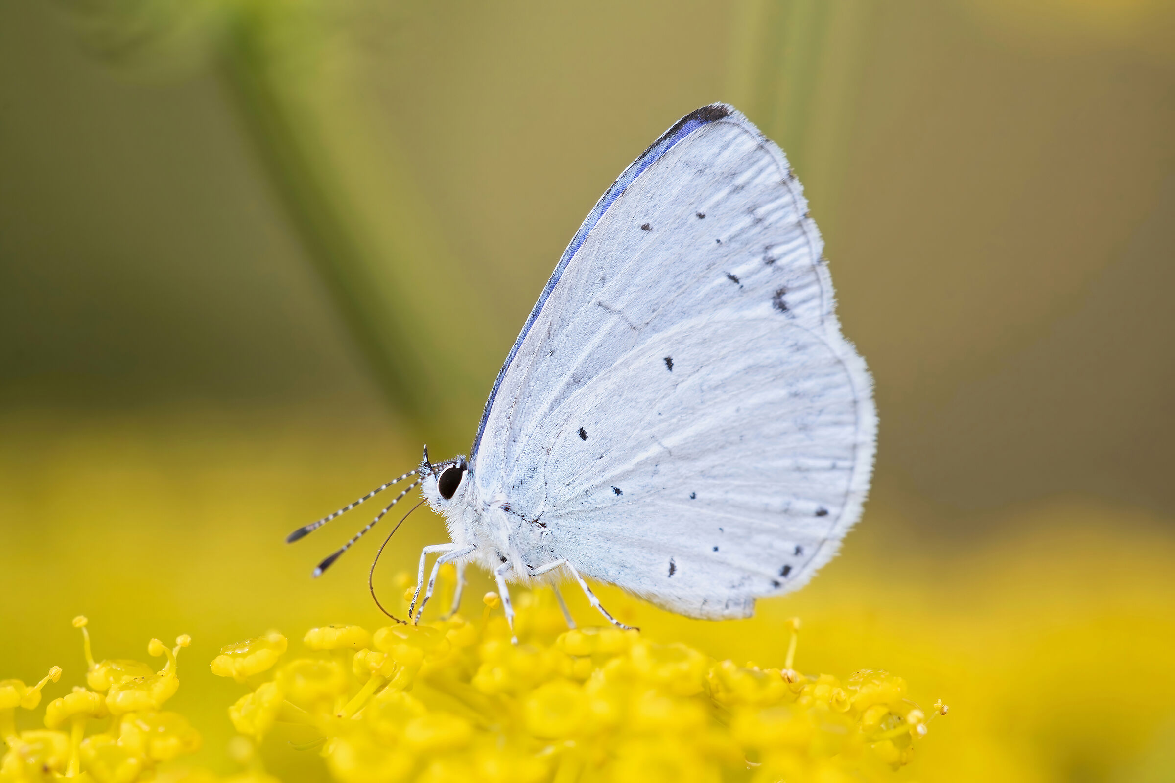 Celastrina argiolus