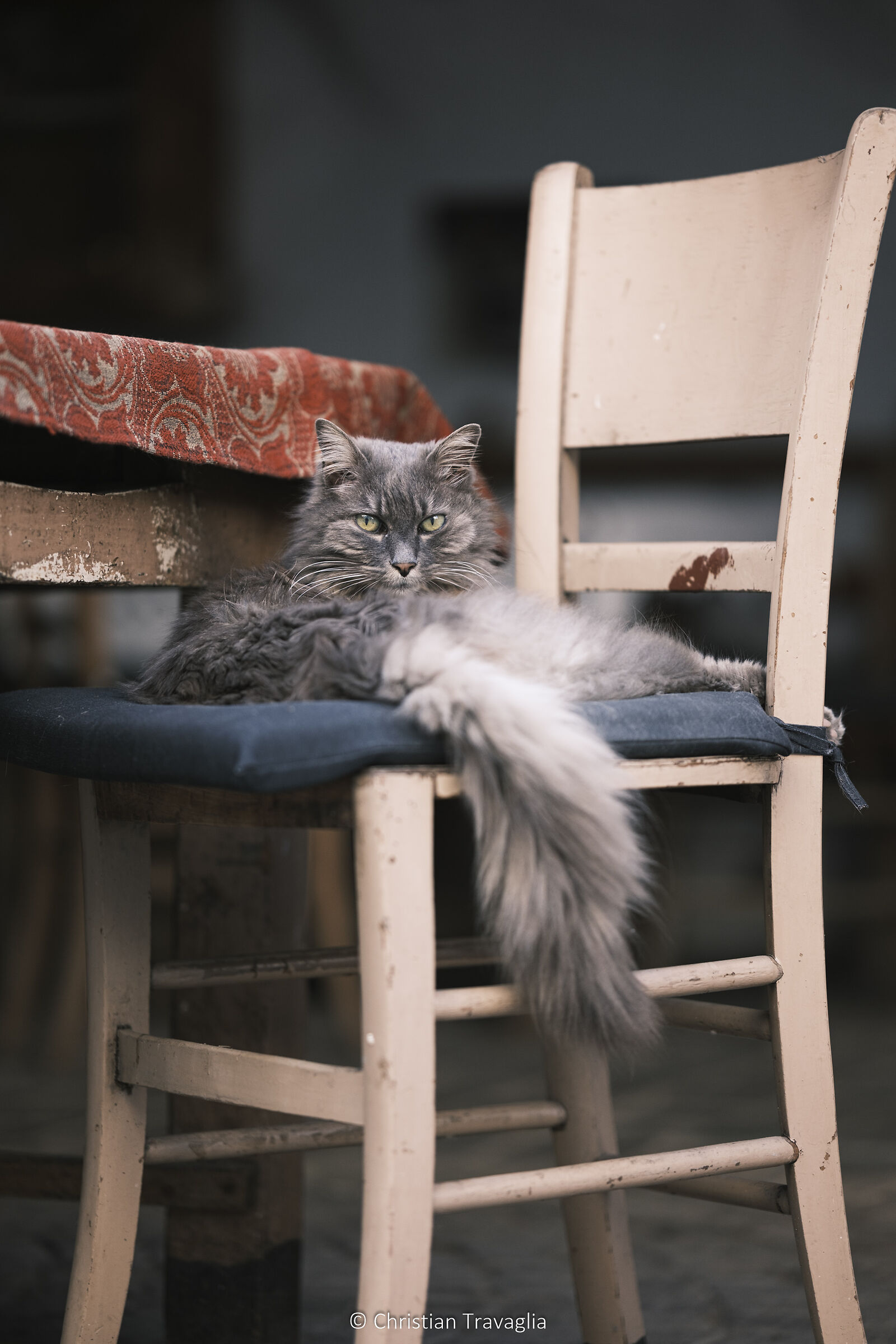 Sguardo felino - Egna 2025