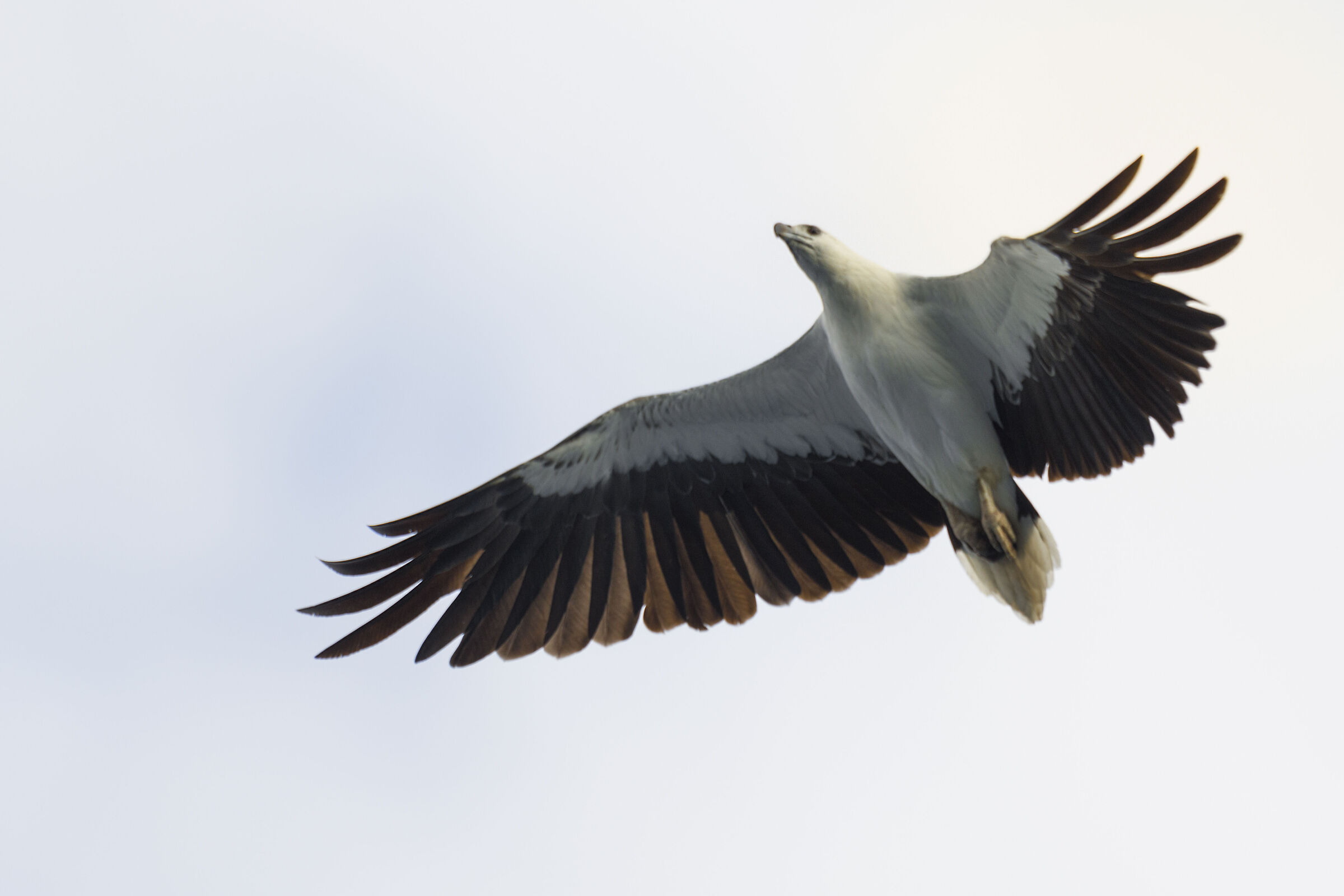 aquila di mare, Komodo national park