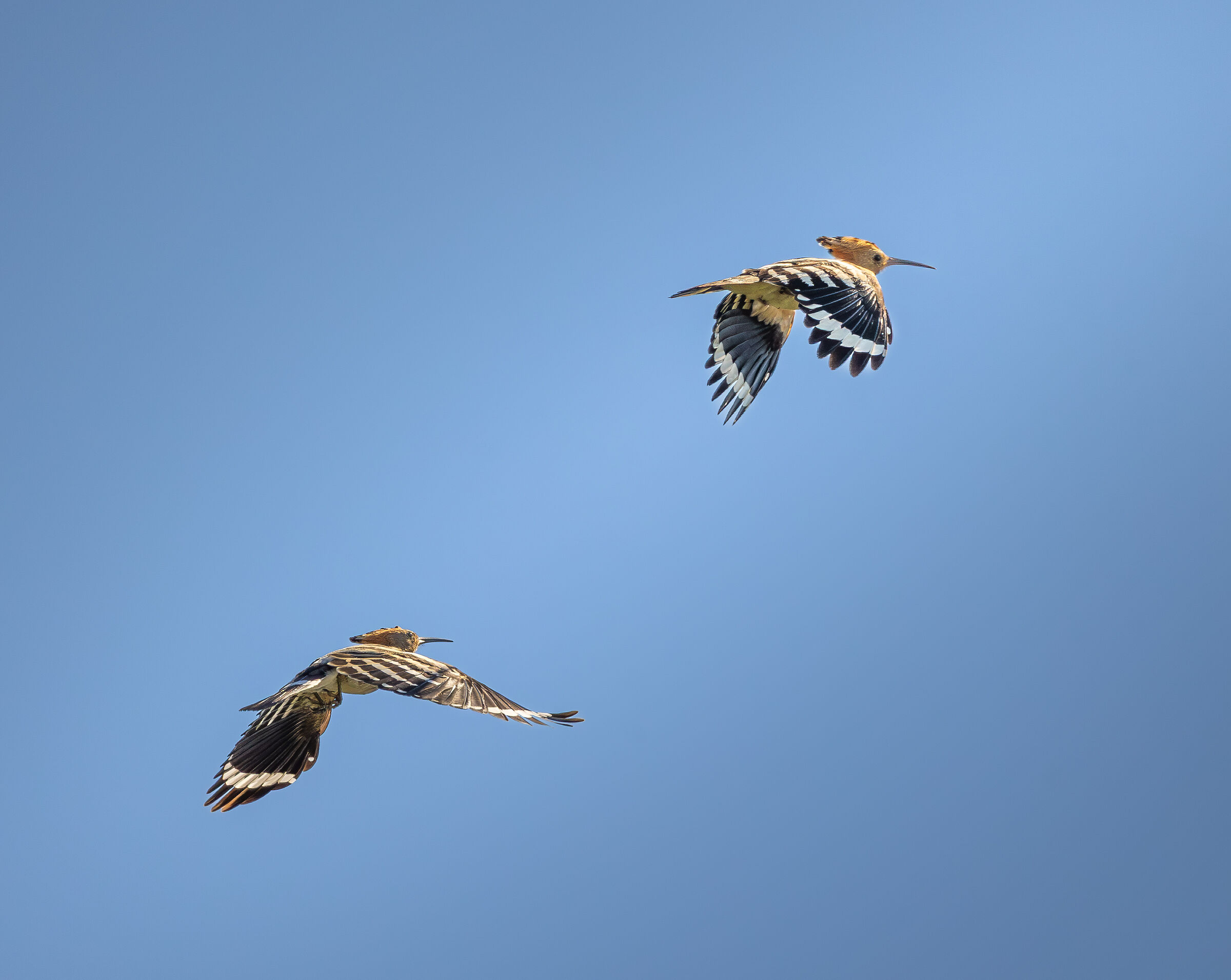 The flight of the hoopoes