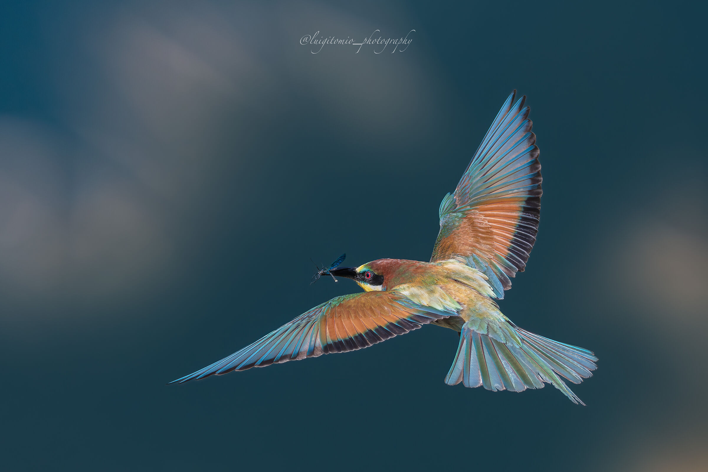 Nature paints its masterpieces in the blink of its wings