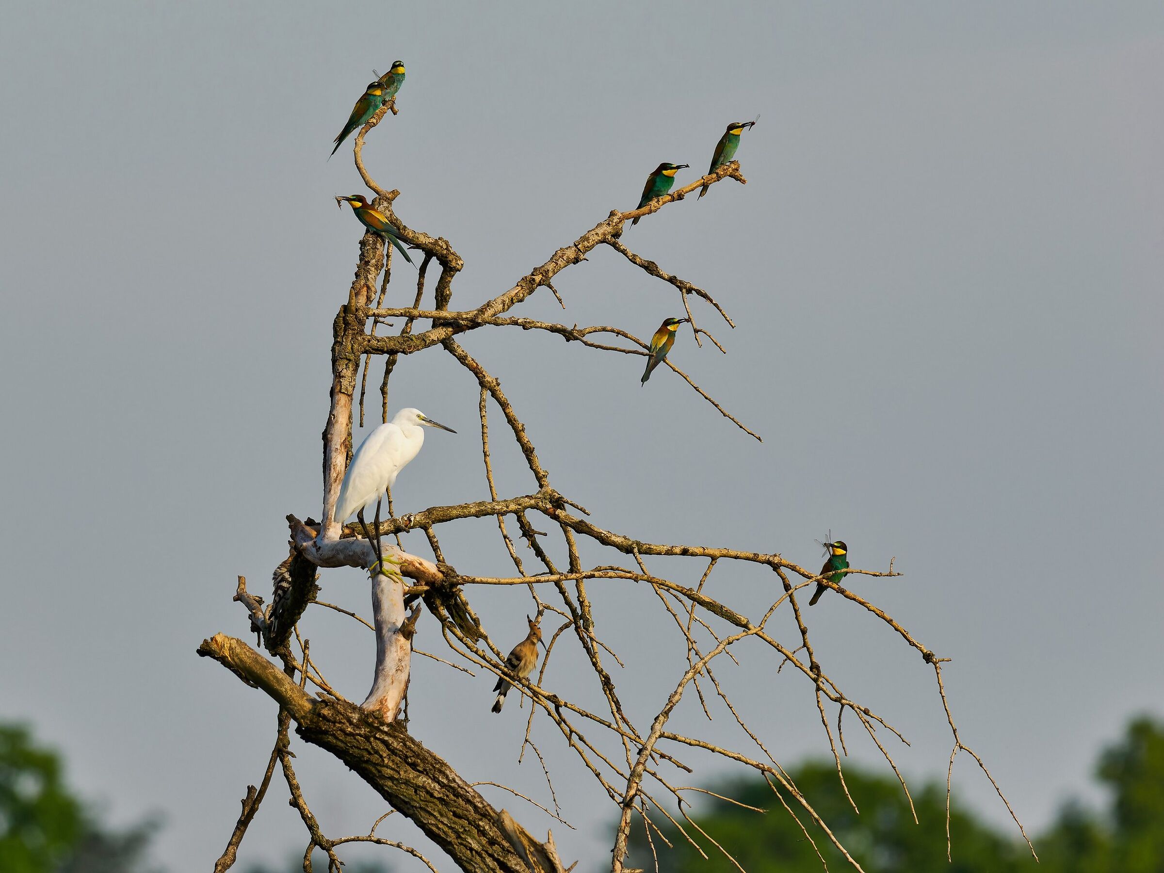 Bee-eaters all but one with prey 7 Hoopoe 2 Little Egret 1
