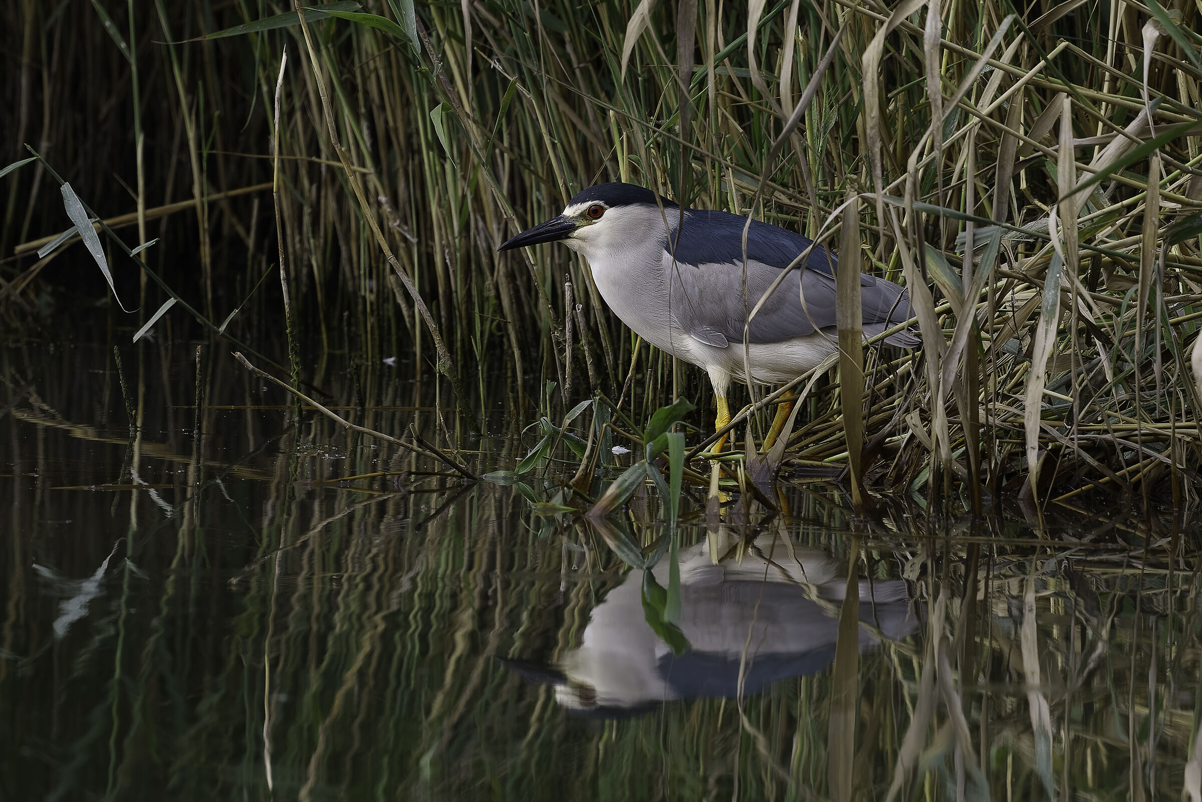 Night Heron