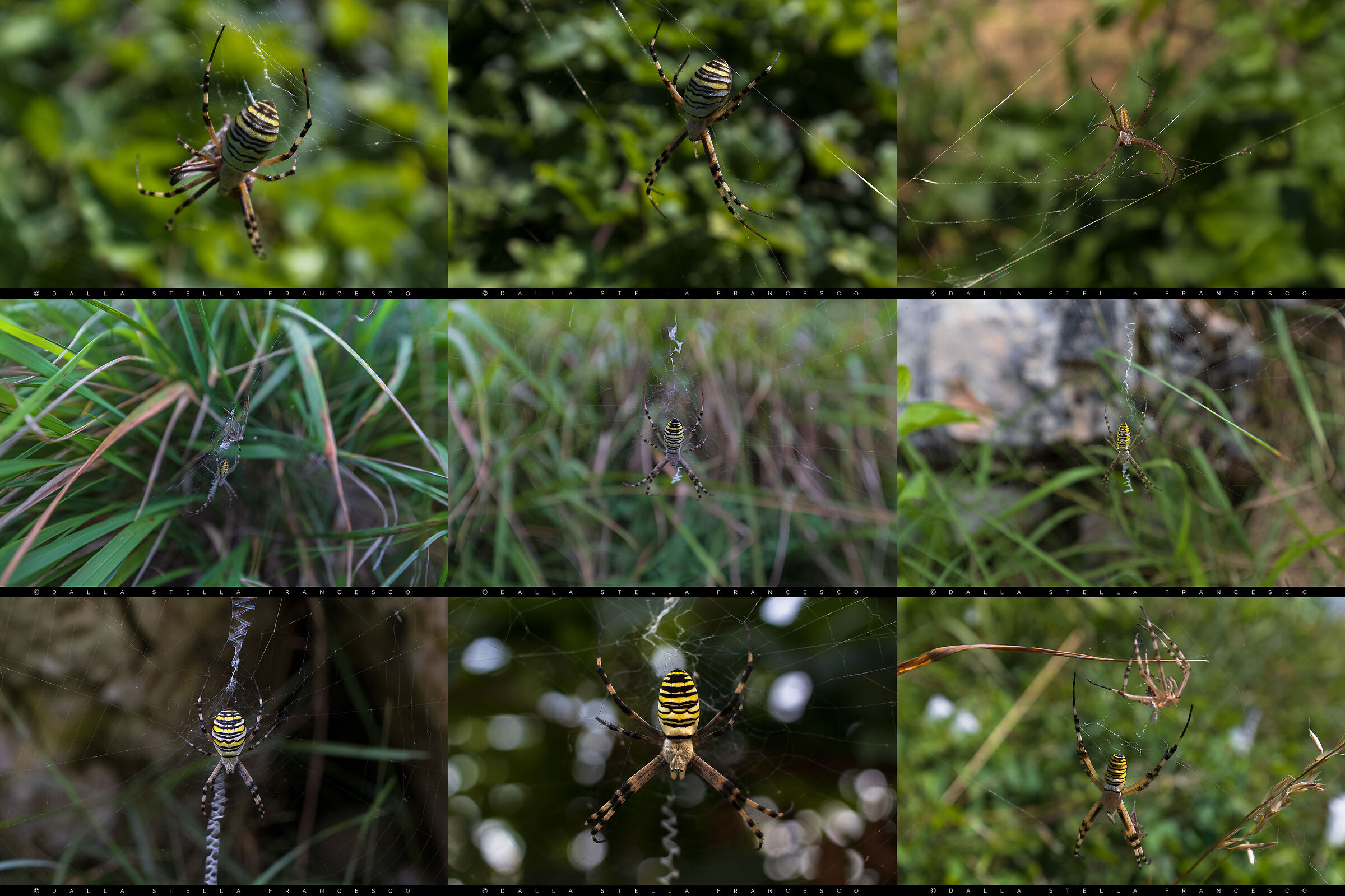 Argiope bruennichi vari