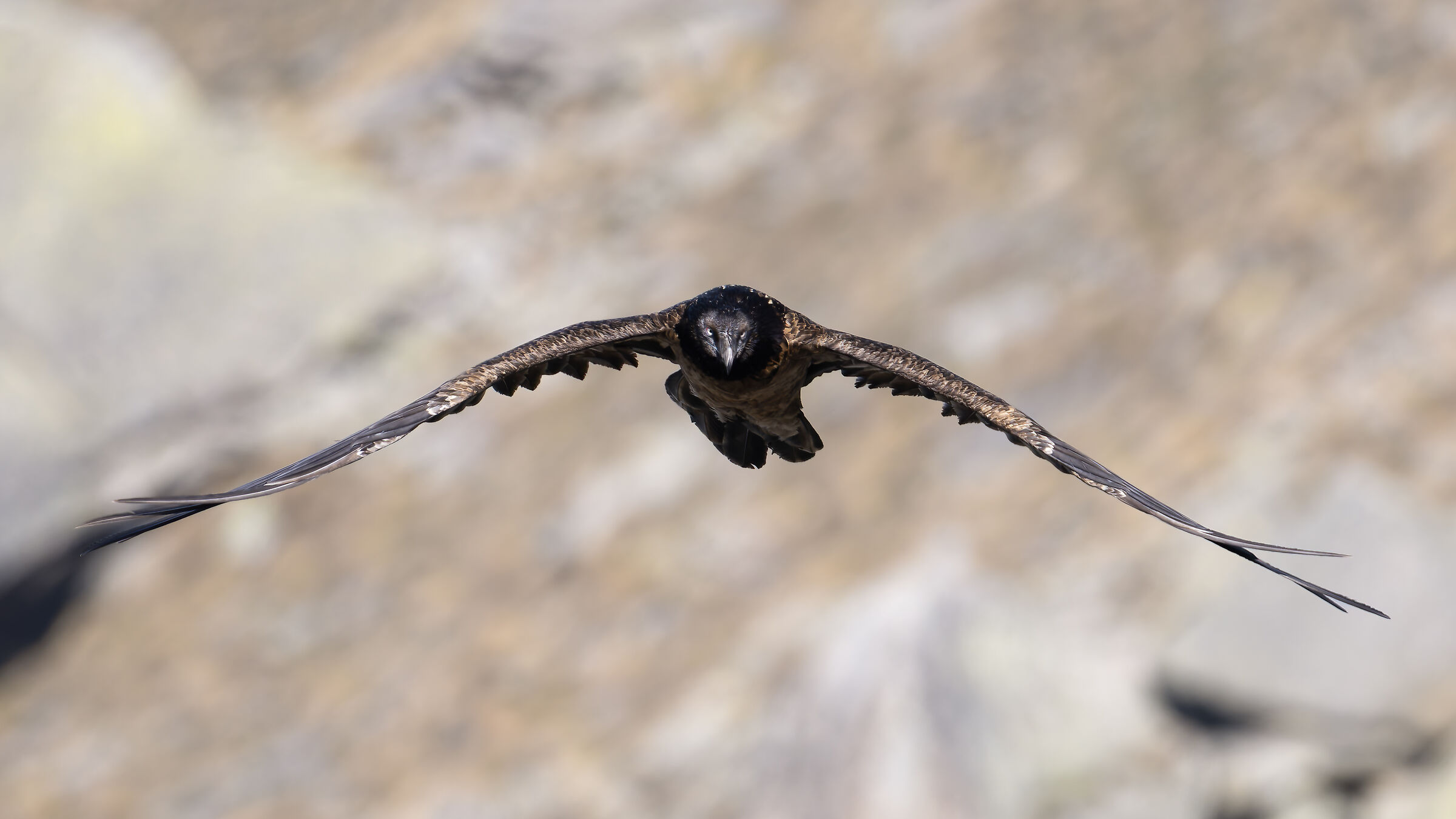 Gypaetus barbatus - Gran Paradiso National Park