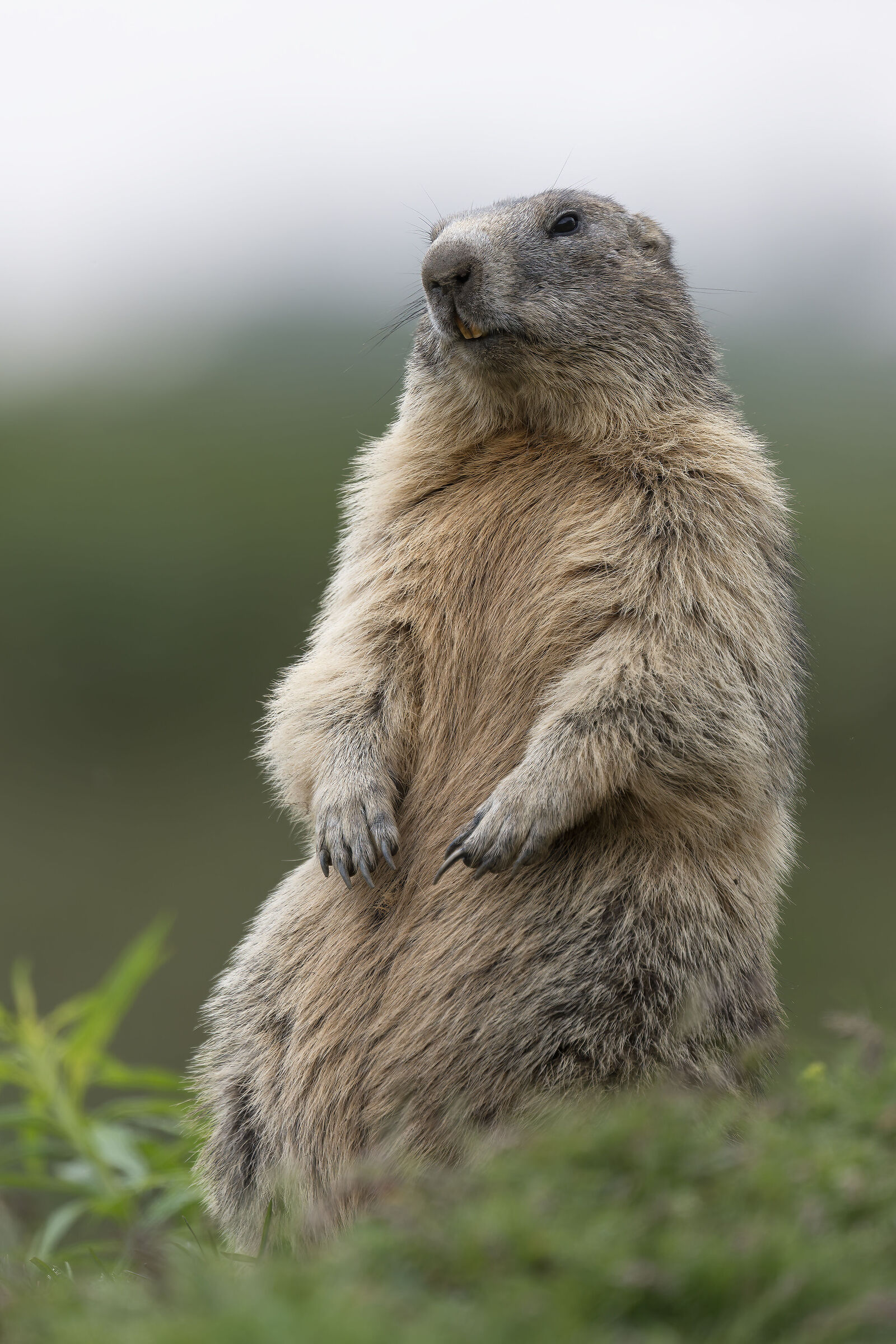 Marmot - Gran Paradiso National Park
