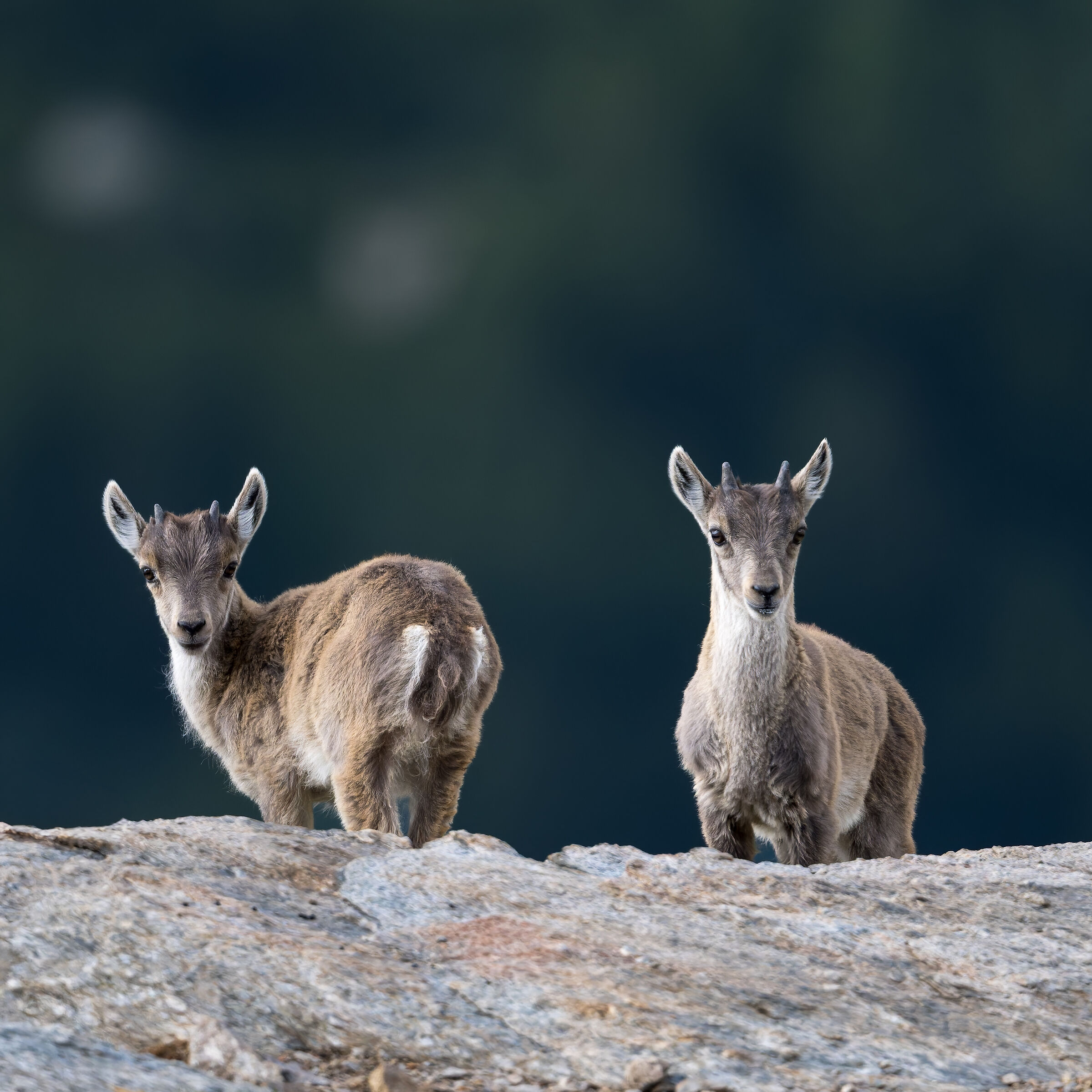 Ibex - Gran Paradiso National Park