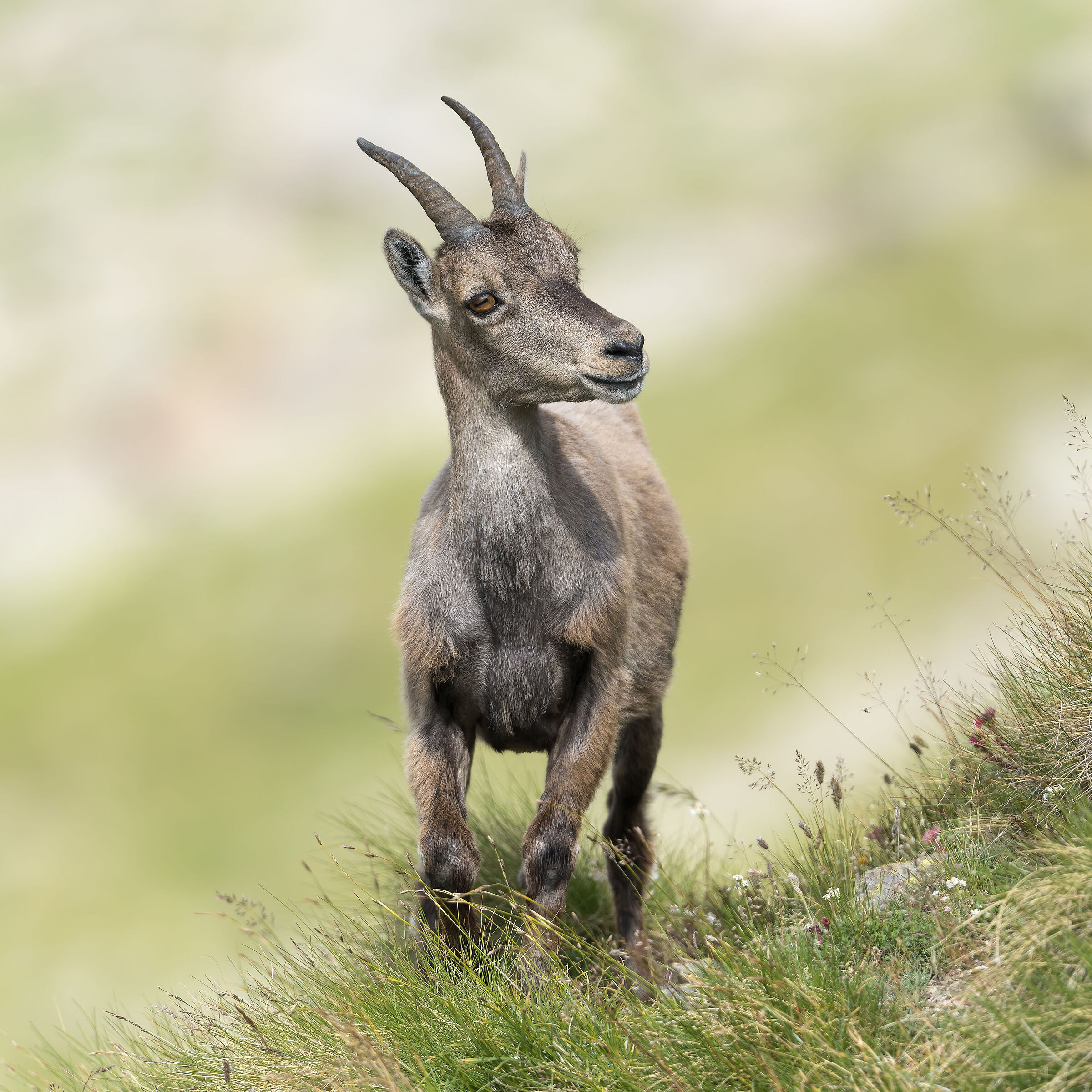 Ibex - Gran Paradiso National Park