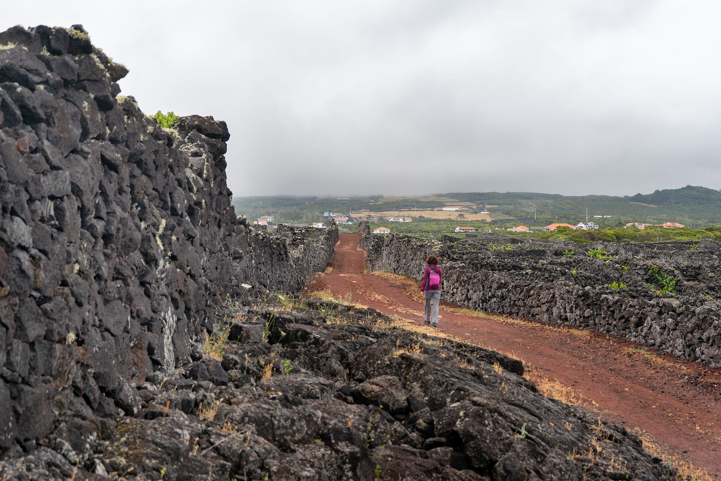 The vineyards of Pico Island - Azores