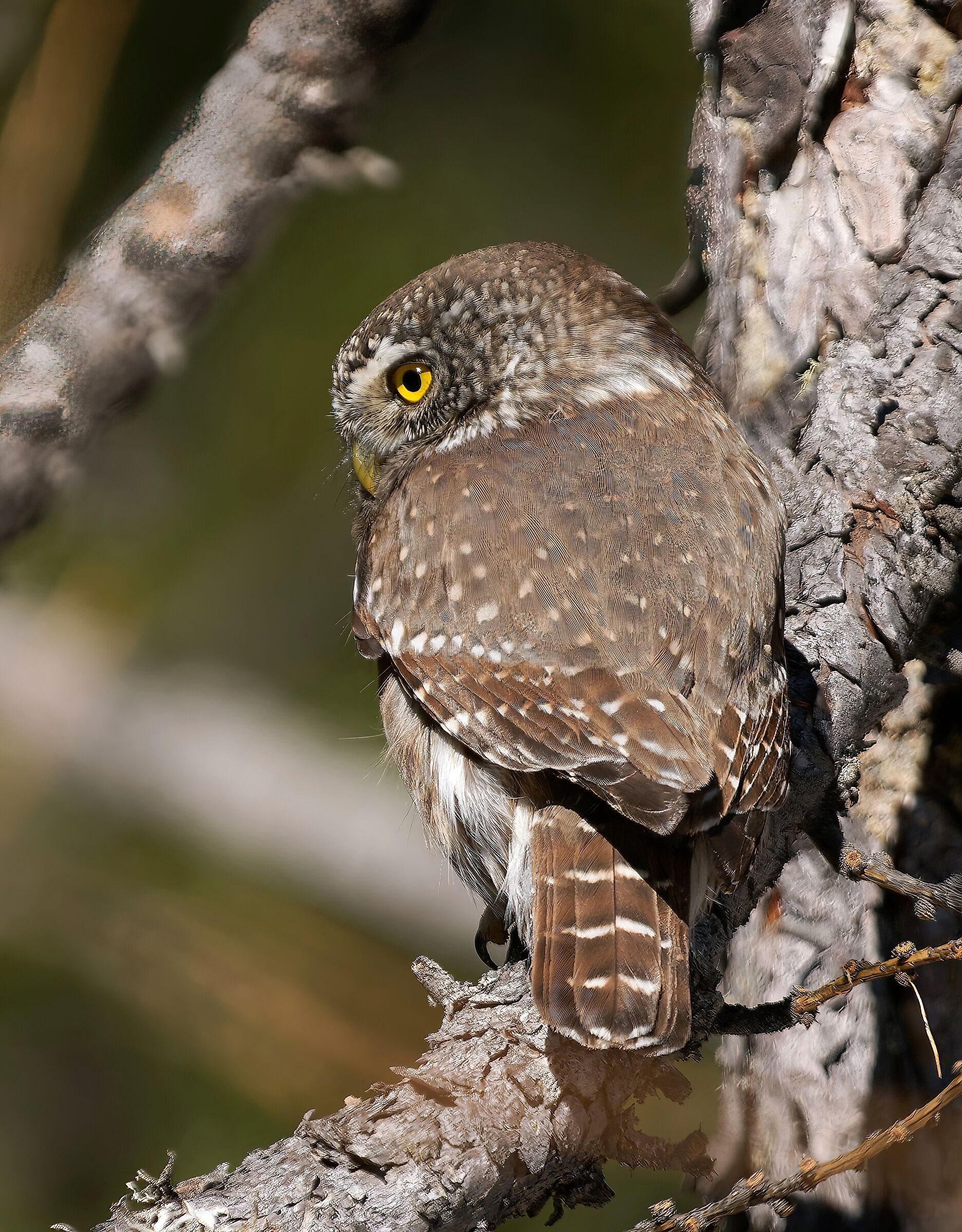 Dwarf Owl
