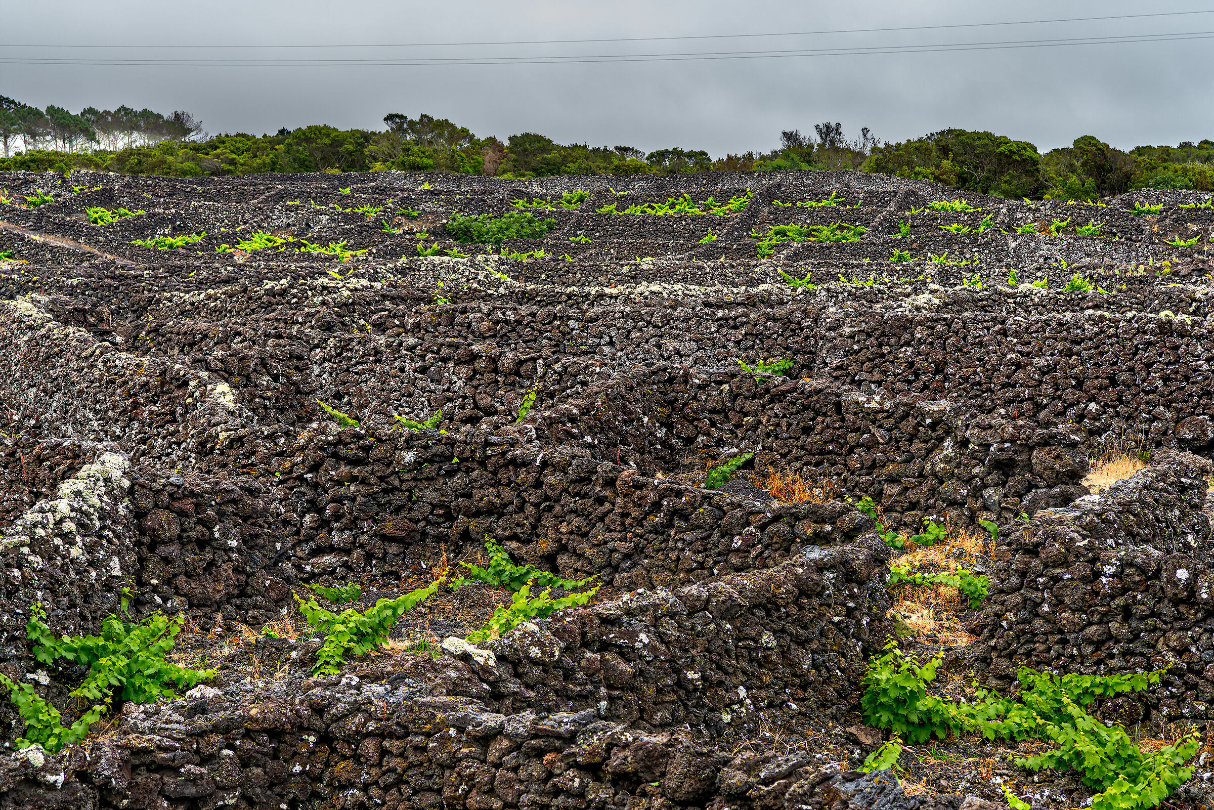 Pico Island Vineyards - Azores