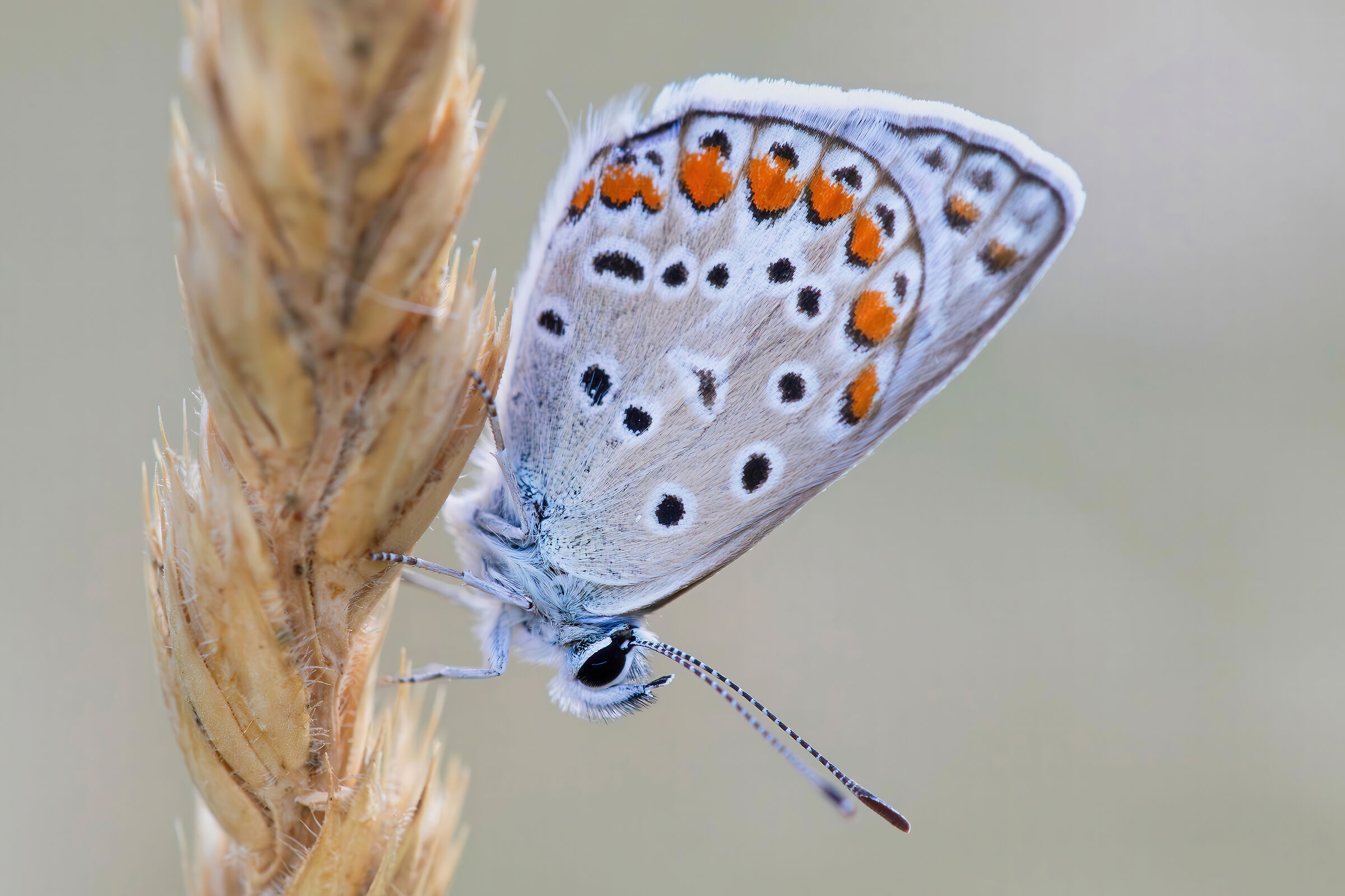 Polyommatus icarus