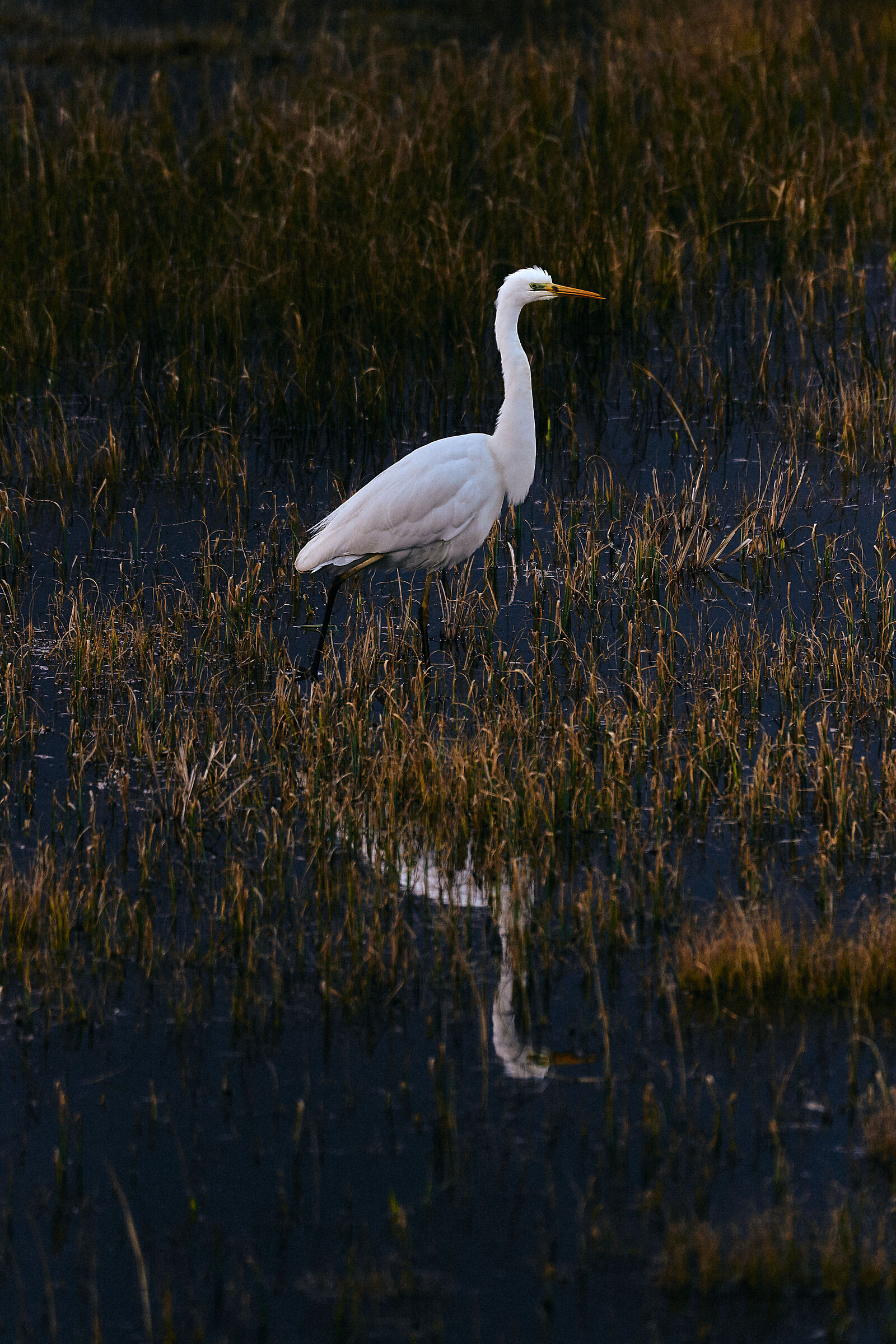Airone bianco maggiore (Ardea alba)