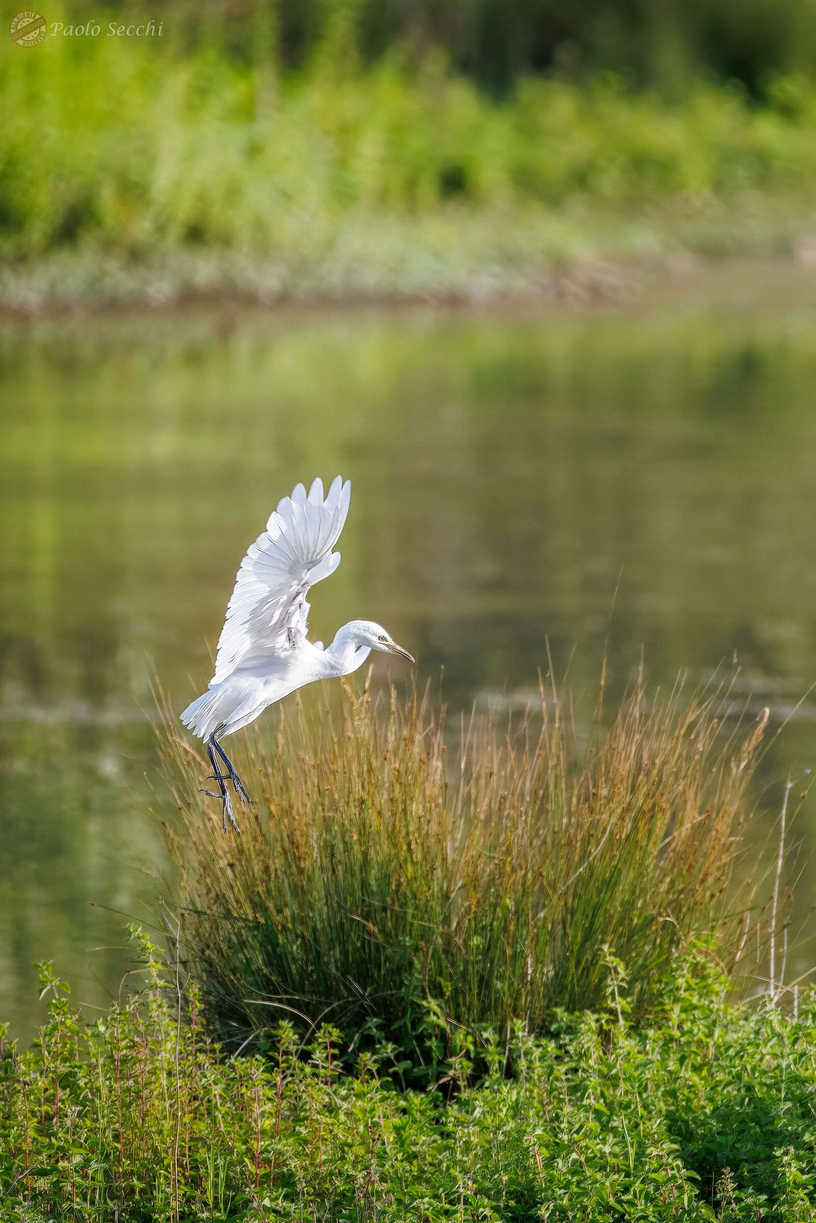 The Cattle Egret's Glide