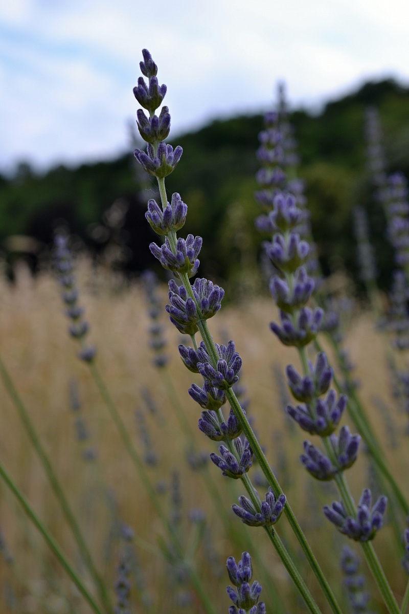 Profumo di lavanda
