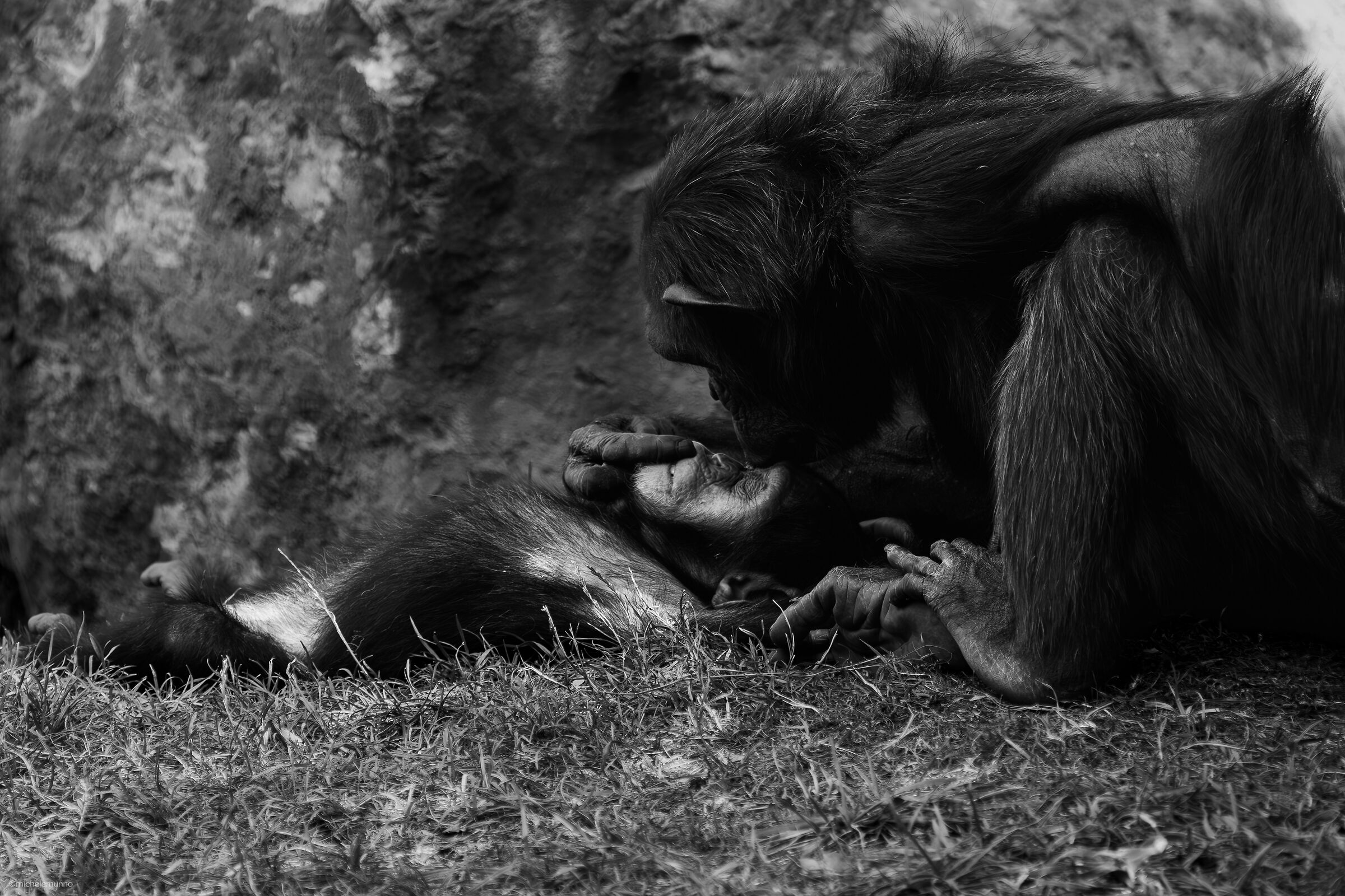 through their eyes - pan troglodytes verus