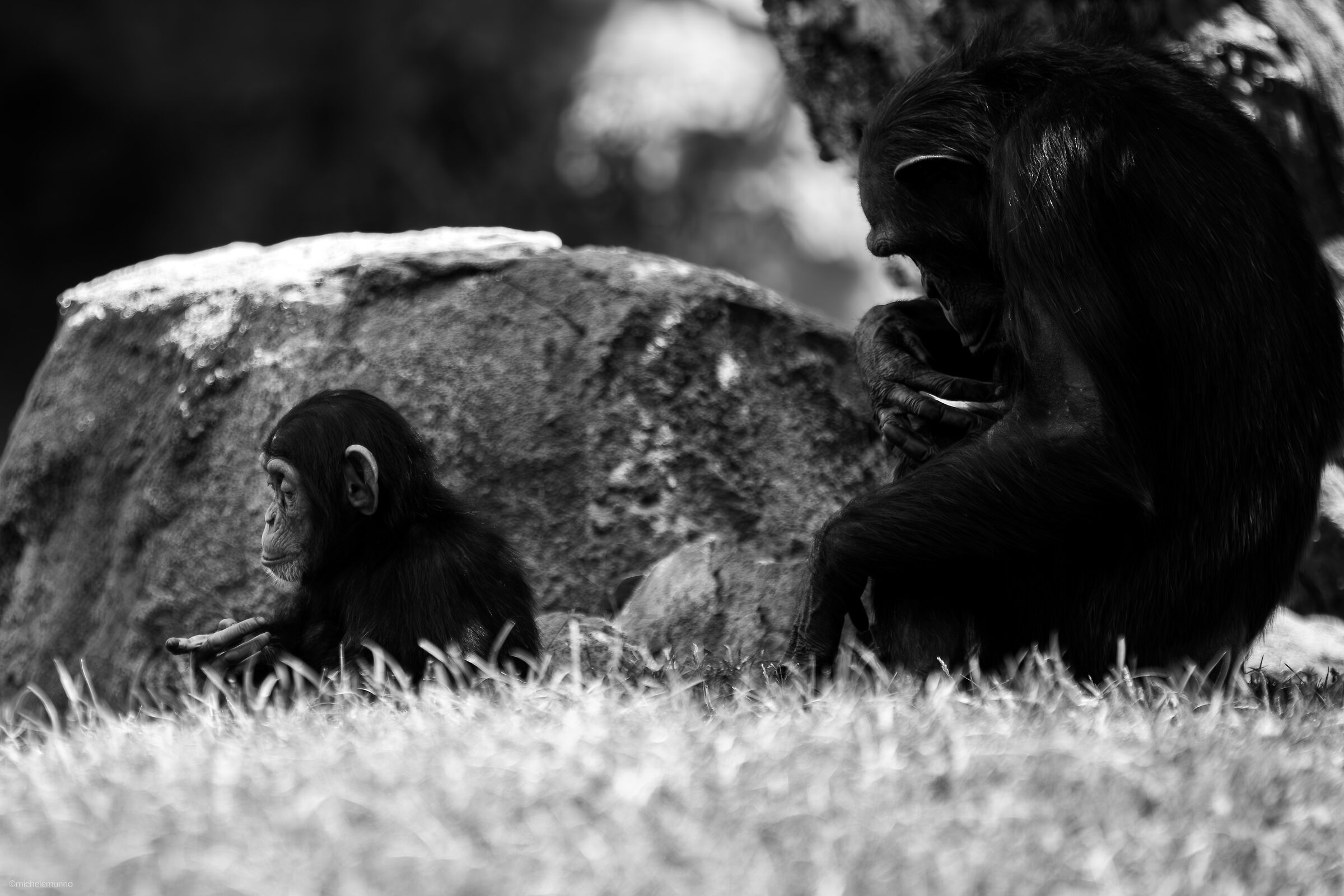 through their eyes - pan troglodytes verus