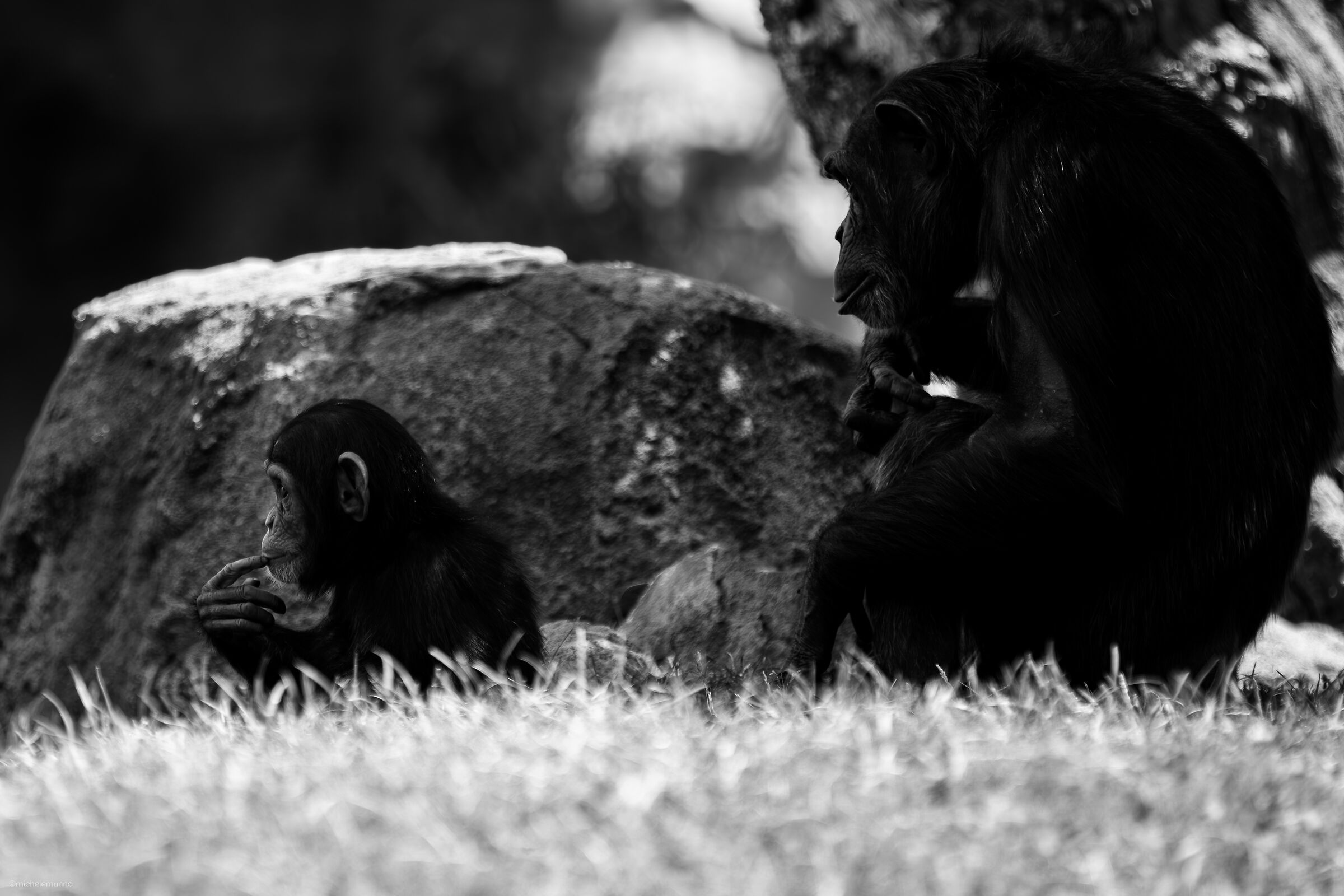 through their eyes - pan troglodytes verus