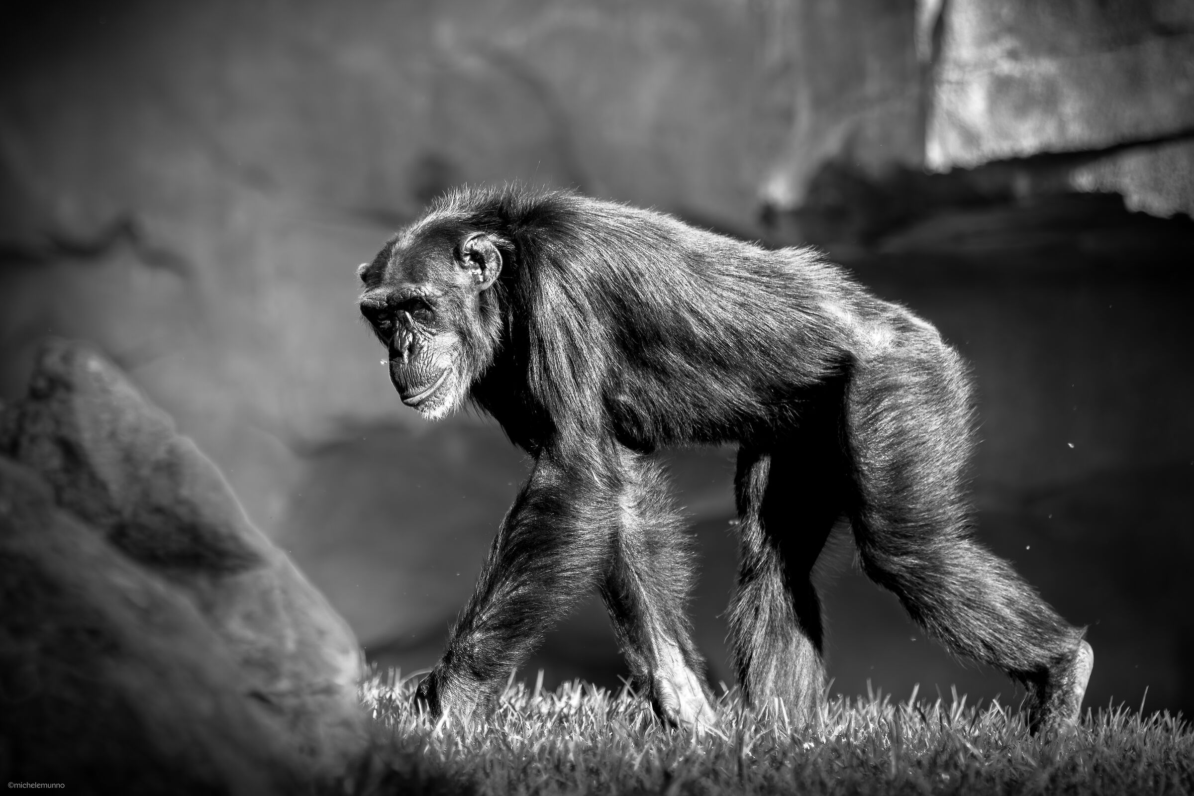 through their eyes - pan troglodytes verus