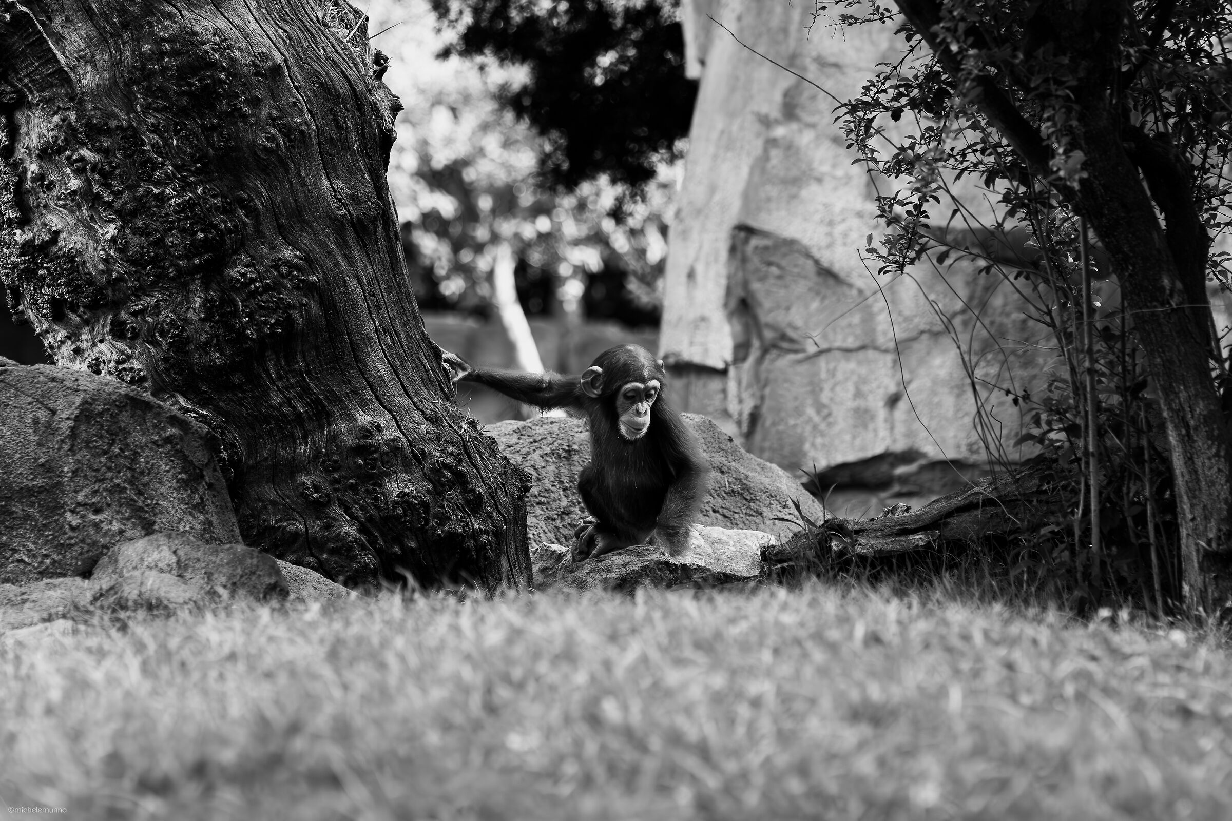 through their eyes - pan troglodytes verus