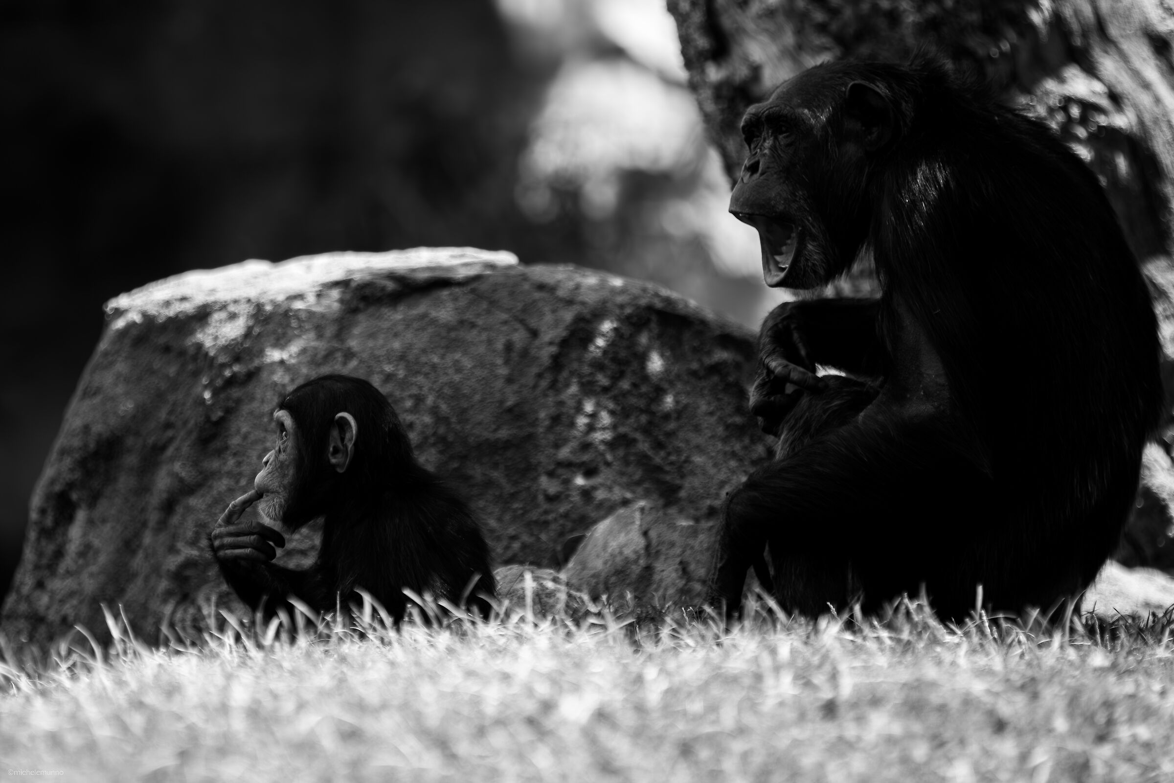 through their eyes - pan troglodytes verus