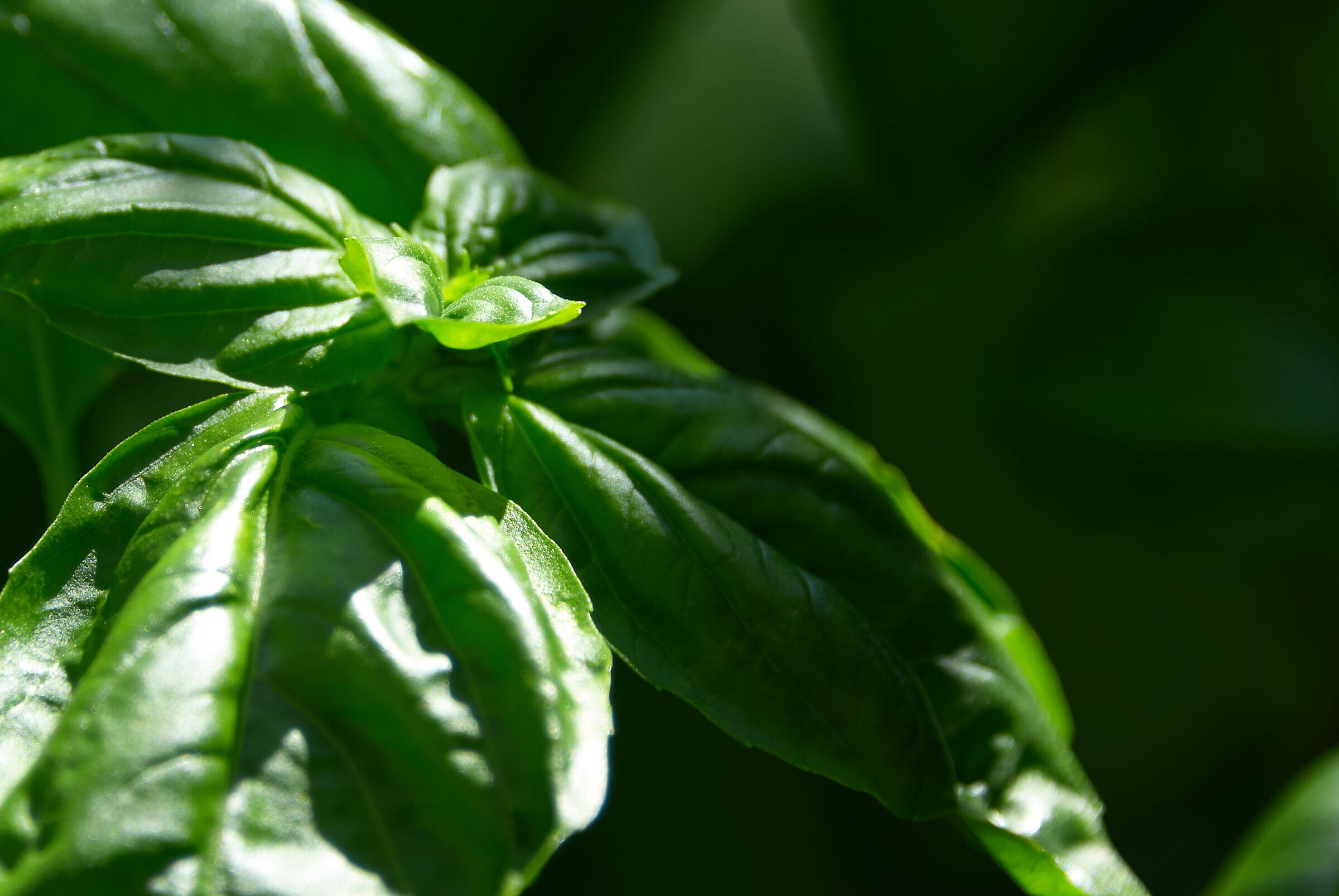 Basil