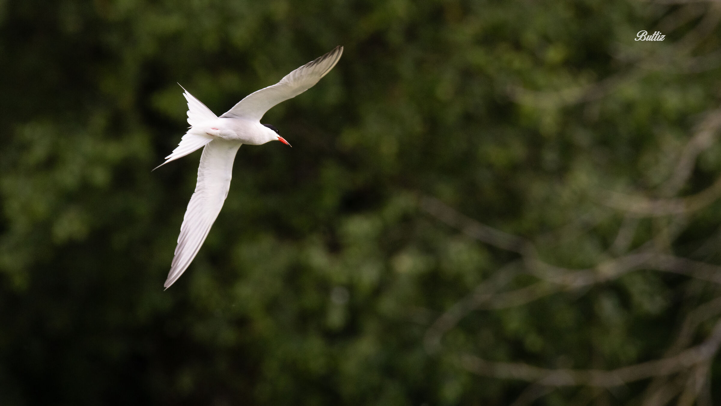 Tern