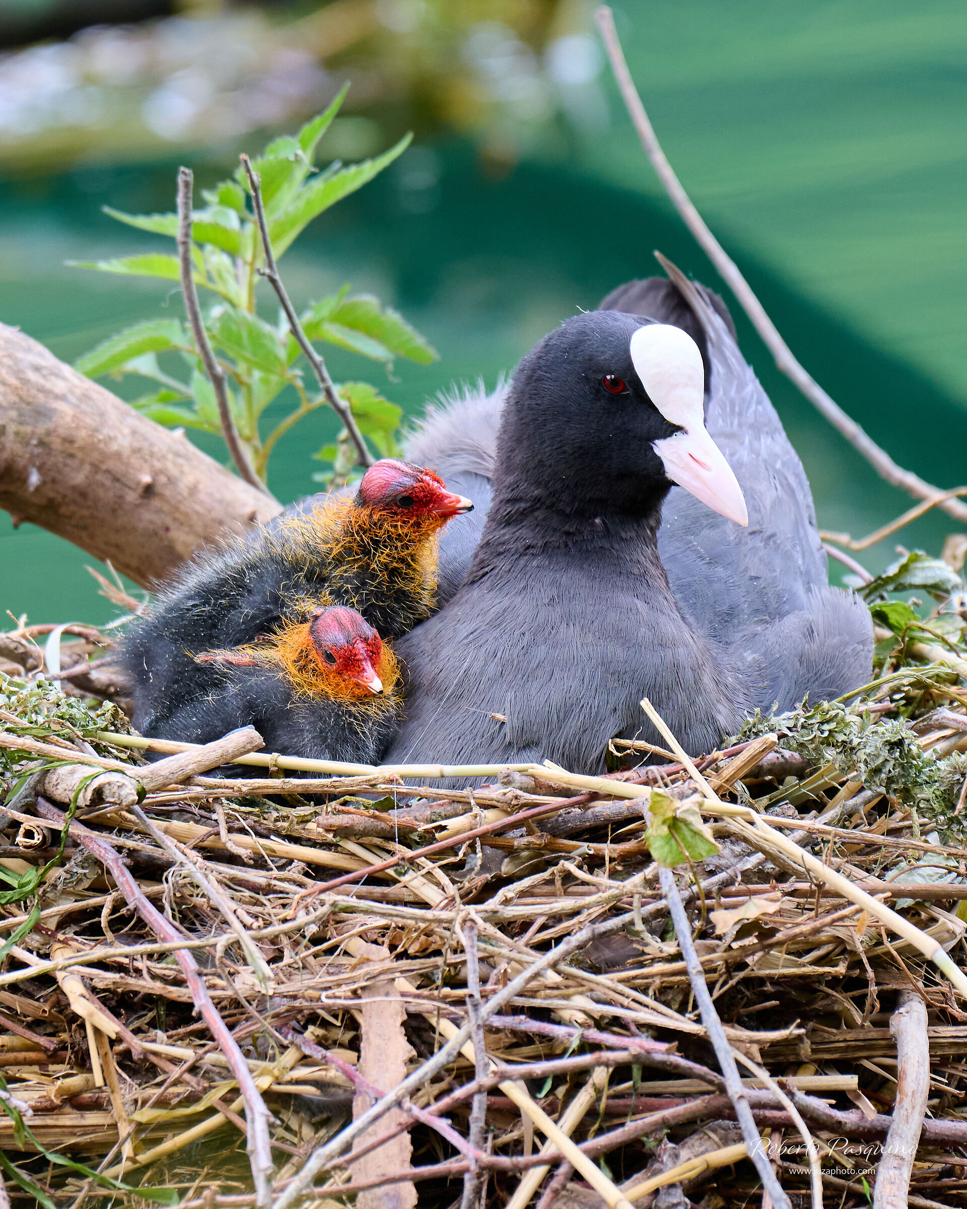Mamma Folaga & figli!