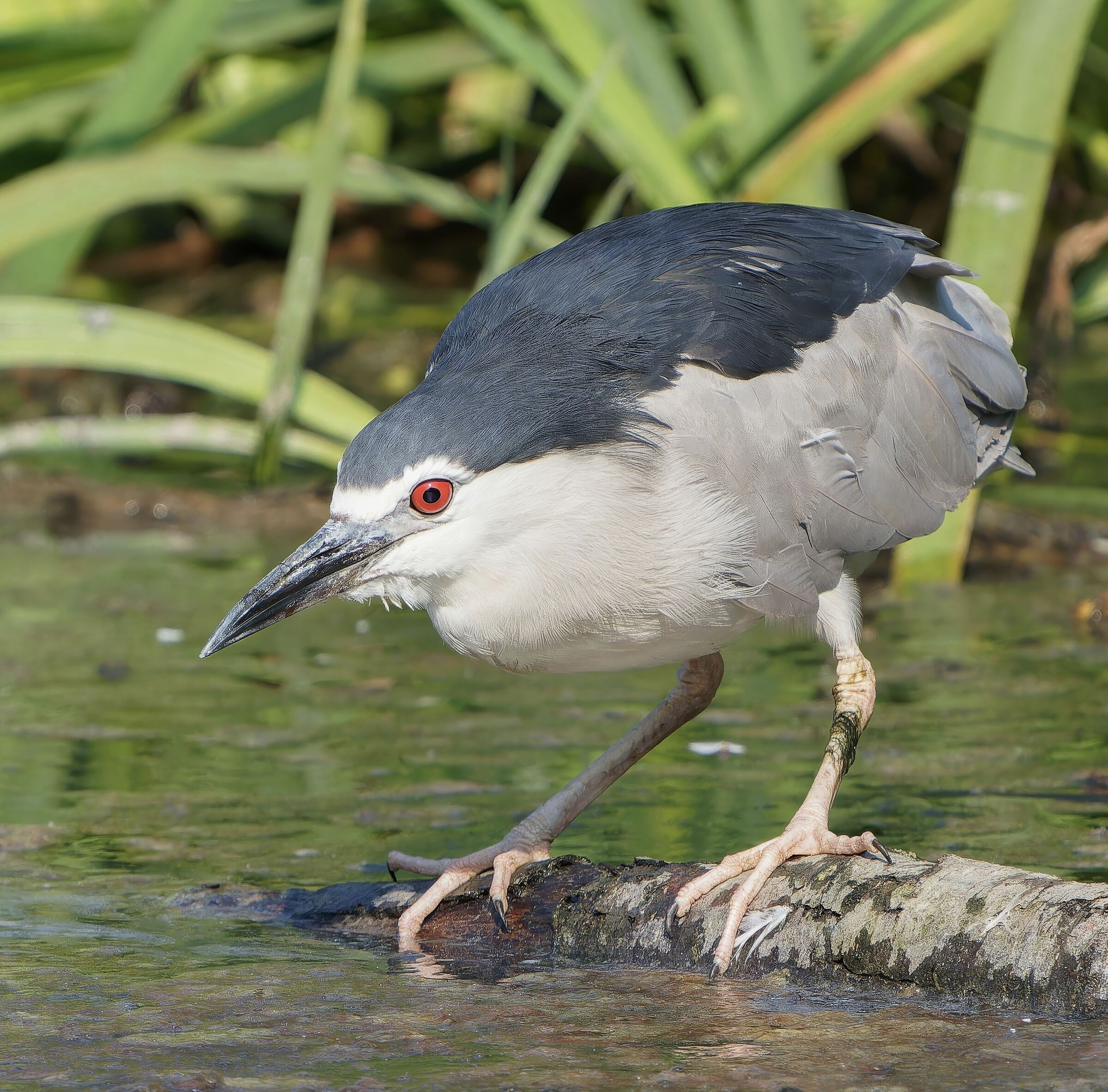 Night Heron