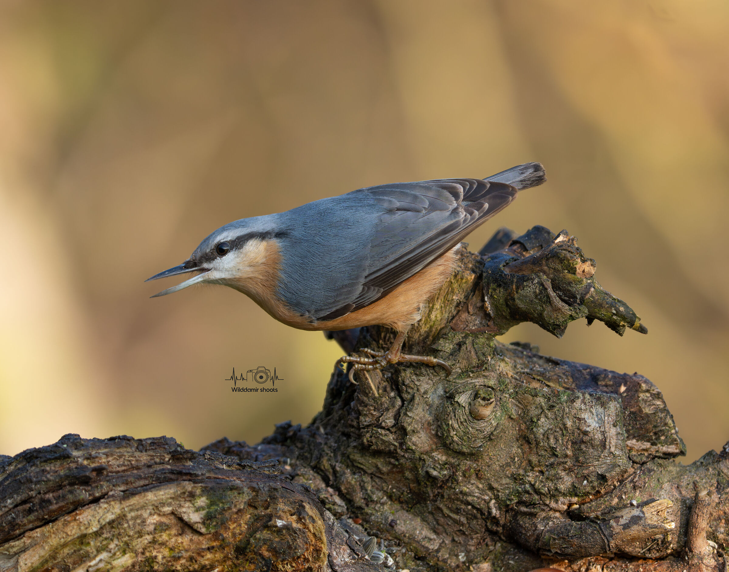 Wood nuthatch