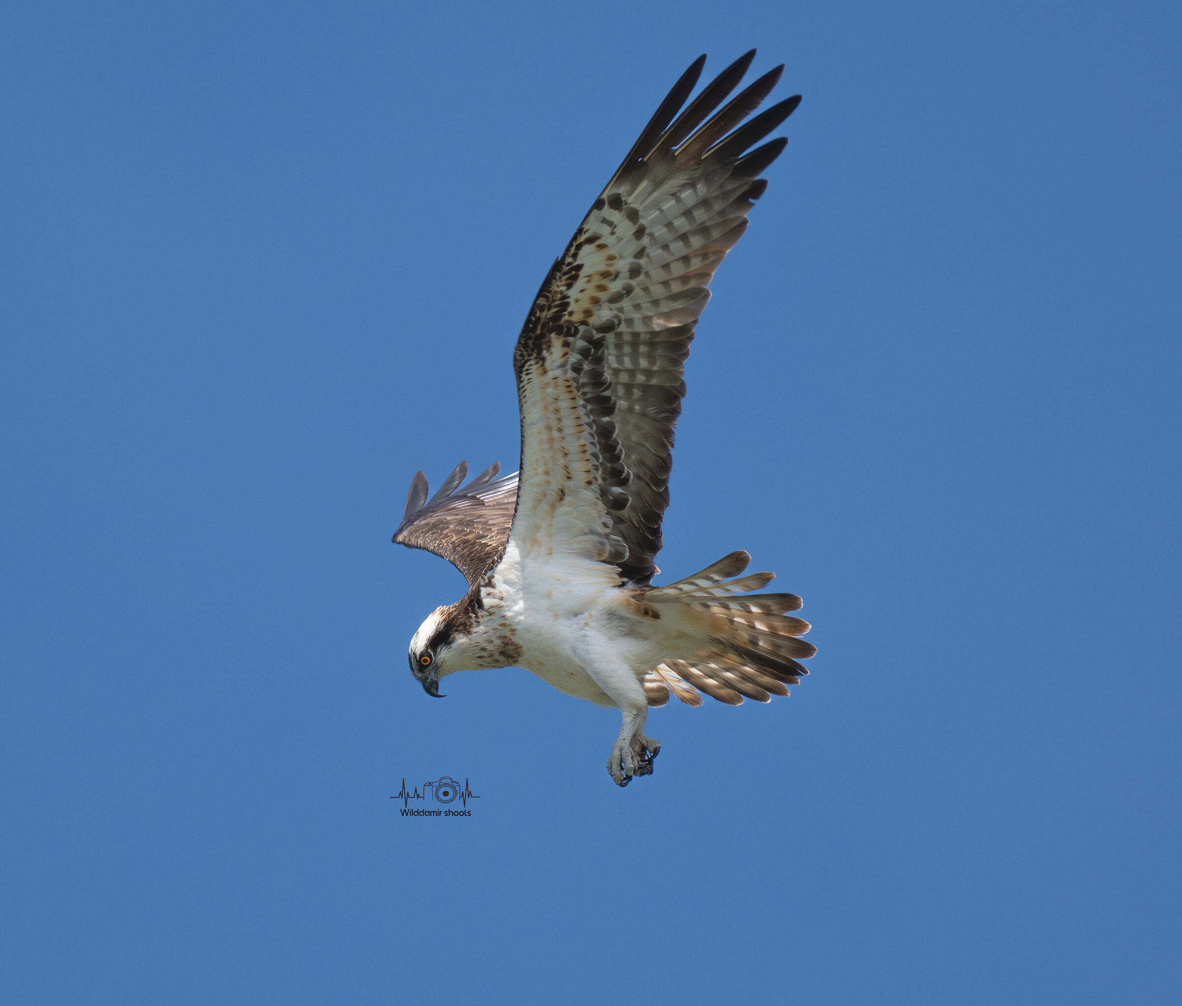 Osprey