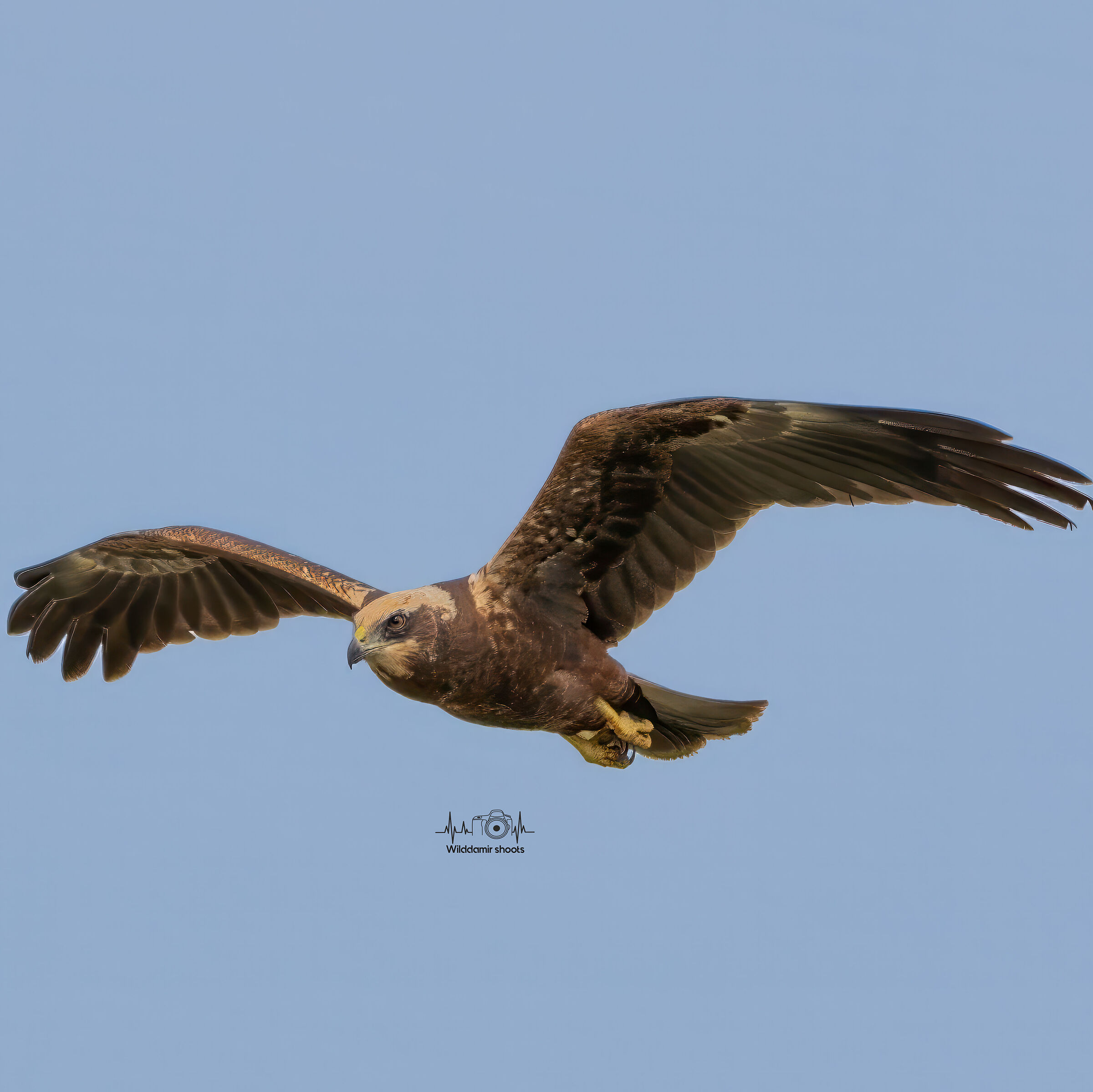 Marsh Harrier