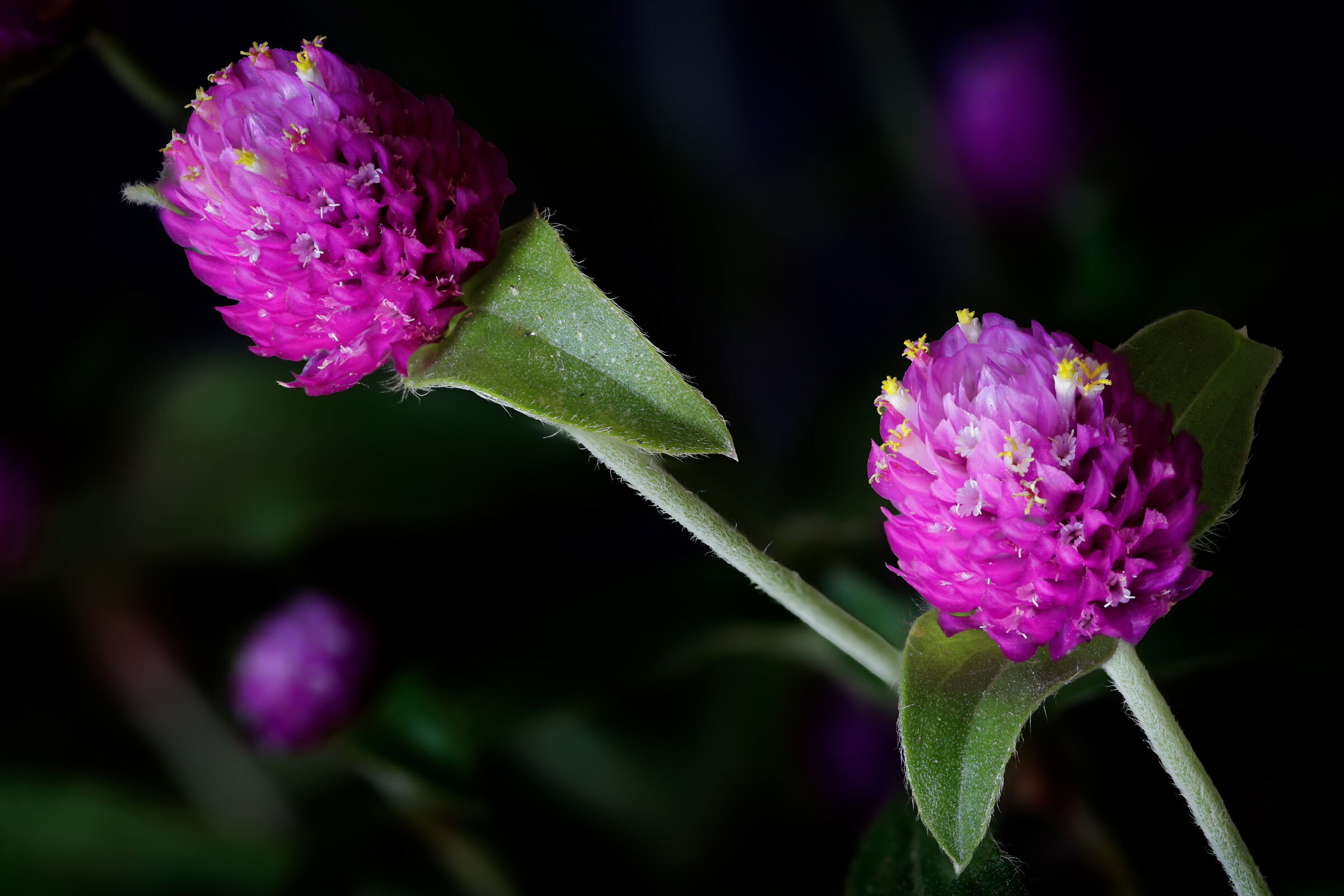 Gomphrena Globosa (Armantino perpetuino)