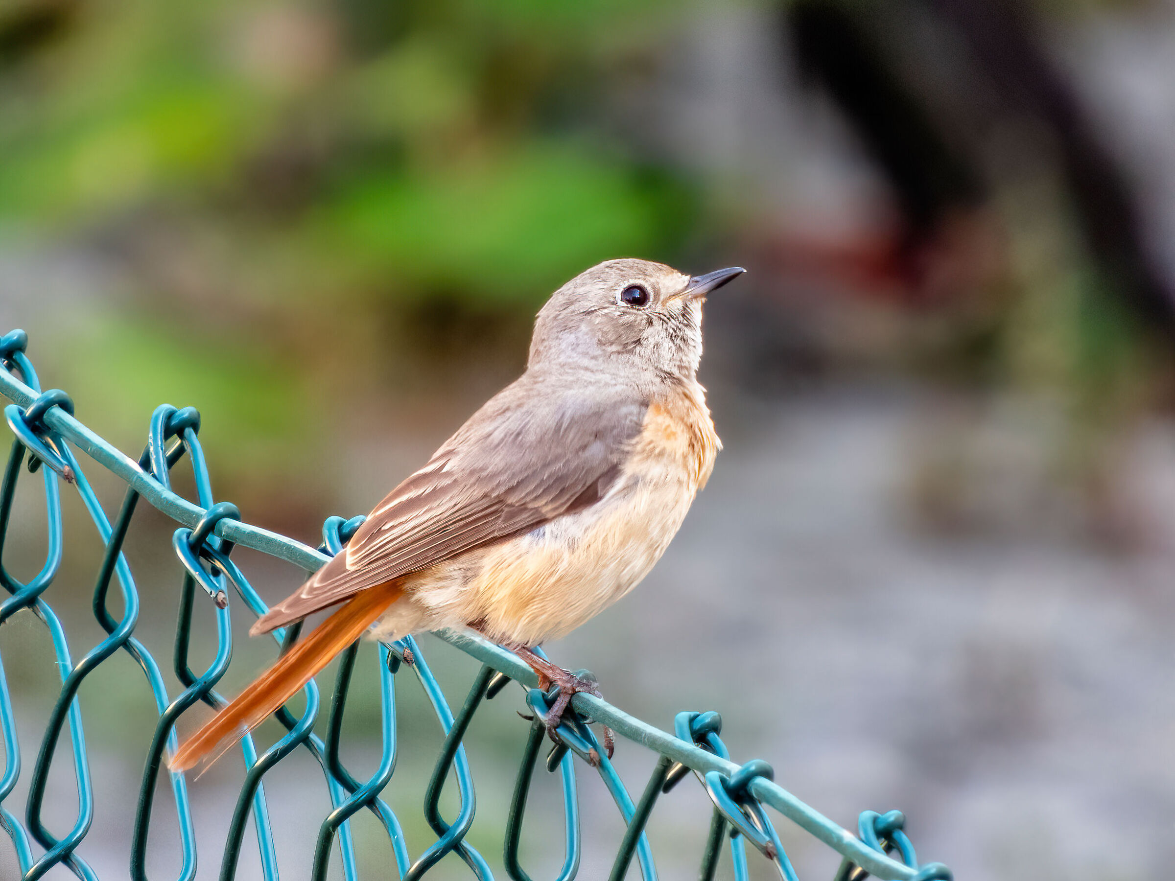 Female Redstart