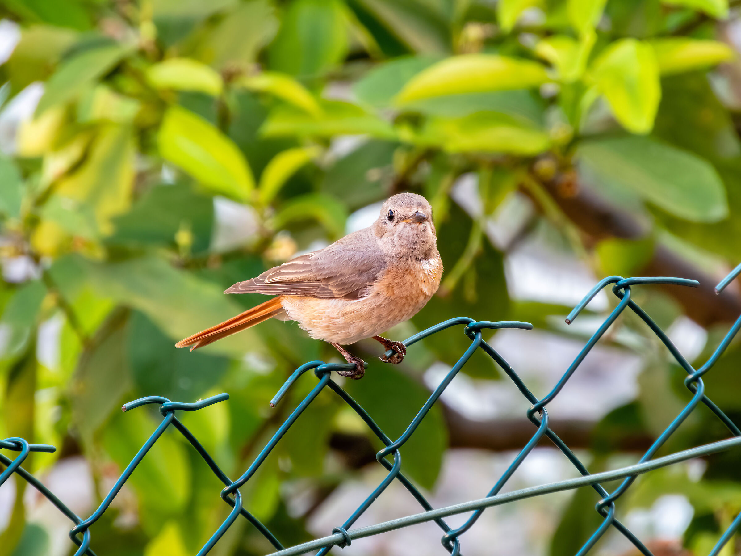 Female Redstart