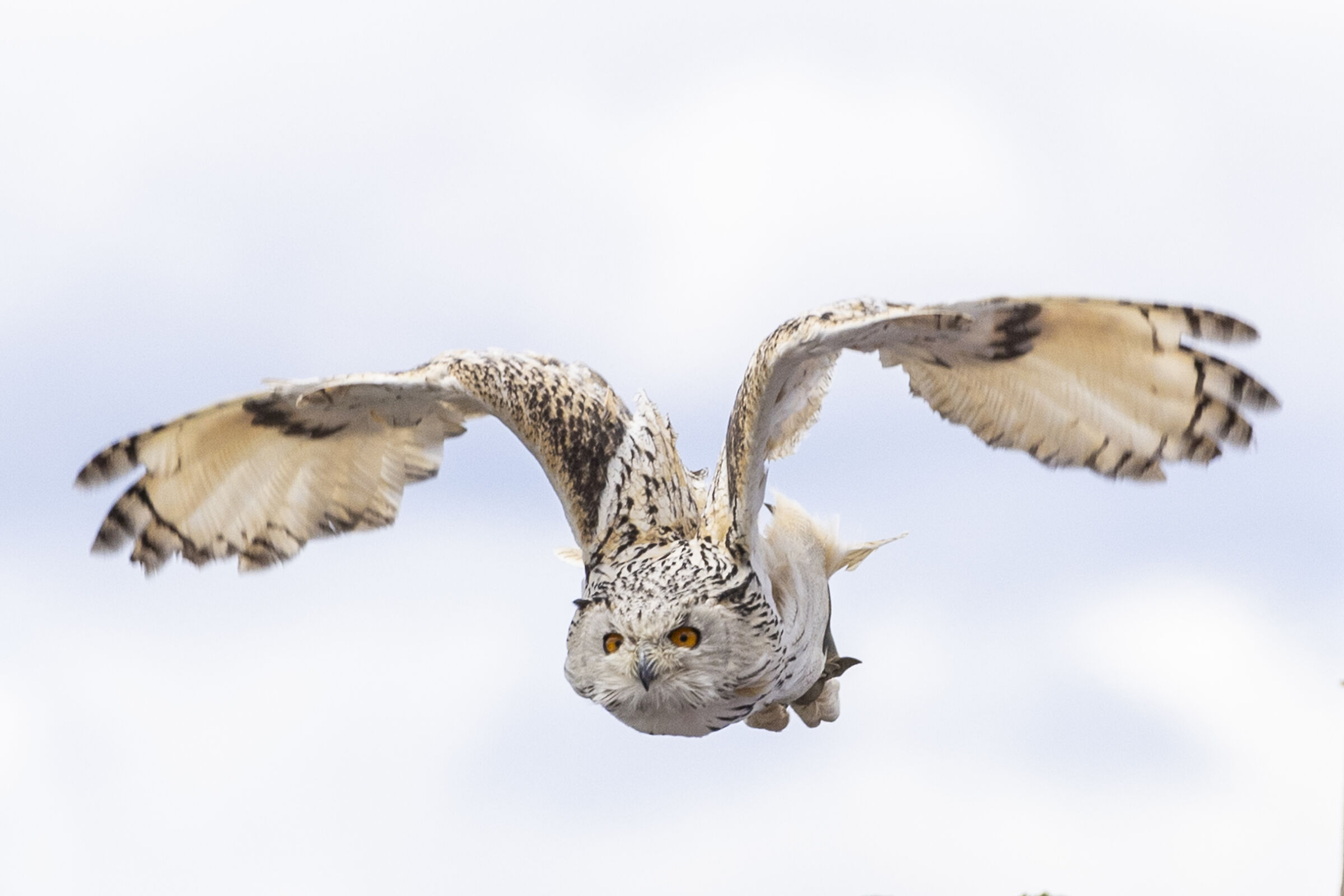 Siberian eagle owl