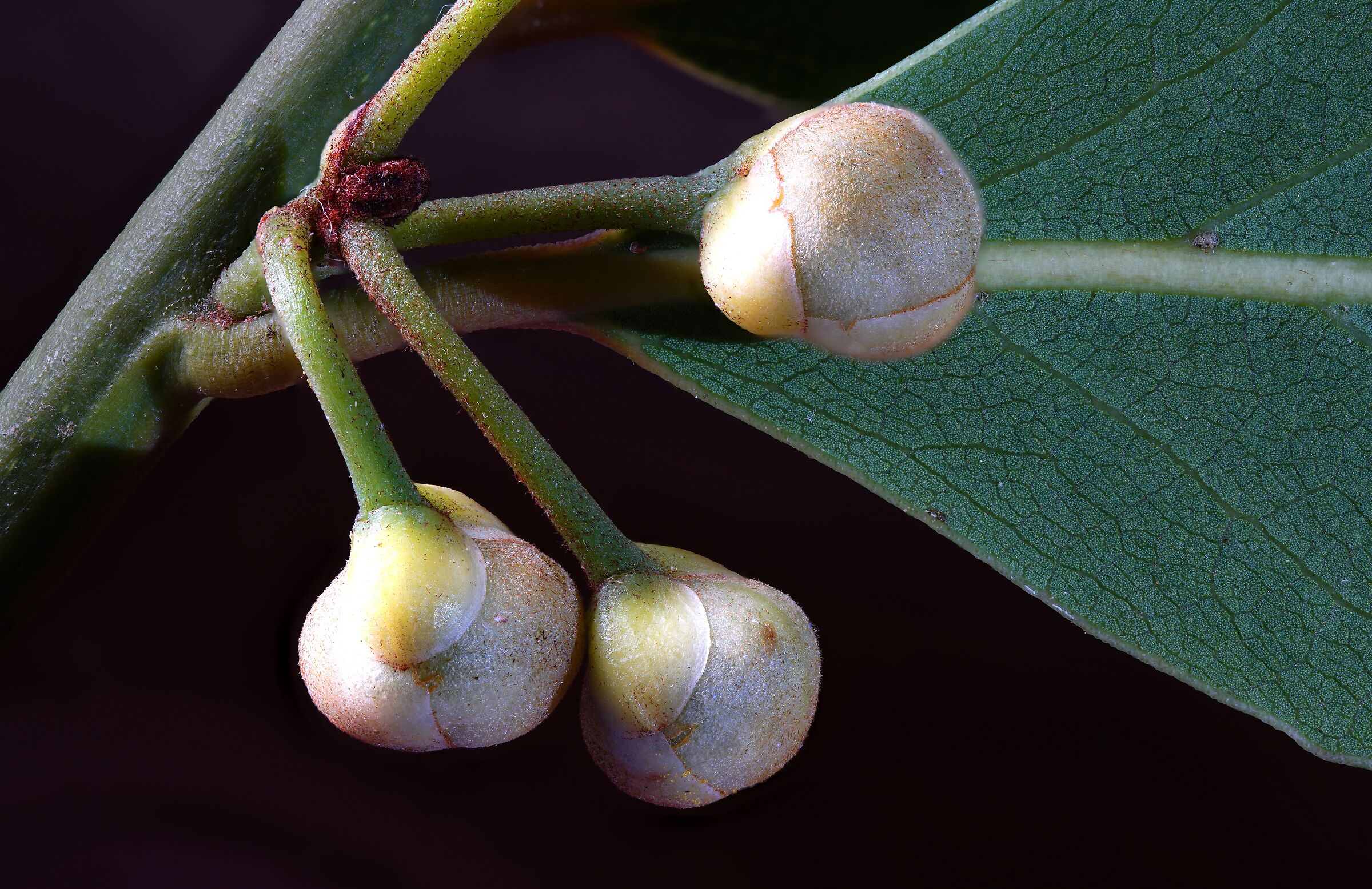 Buds