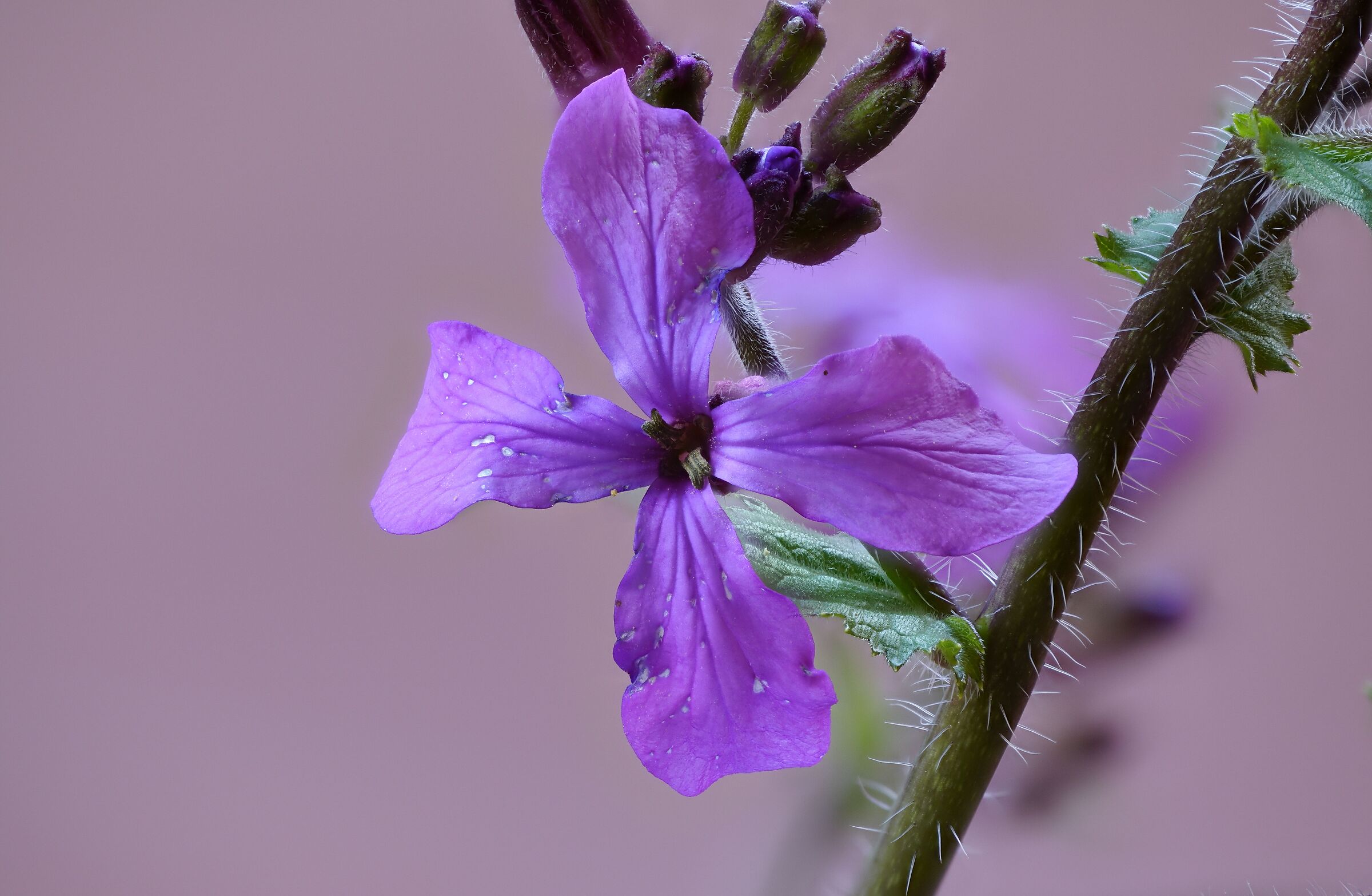 Malva
