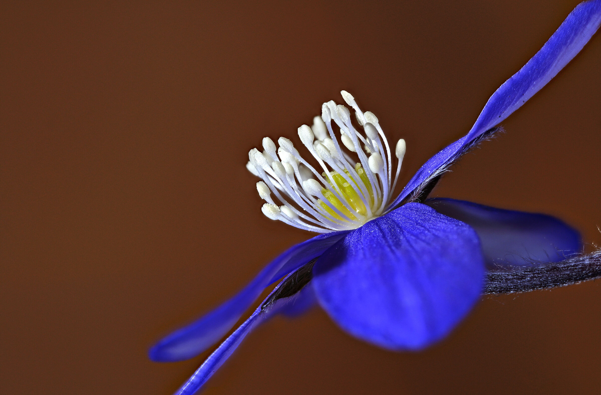 Anemone hepatica