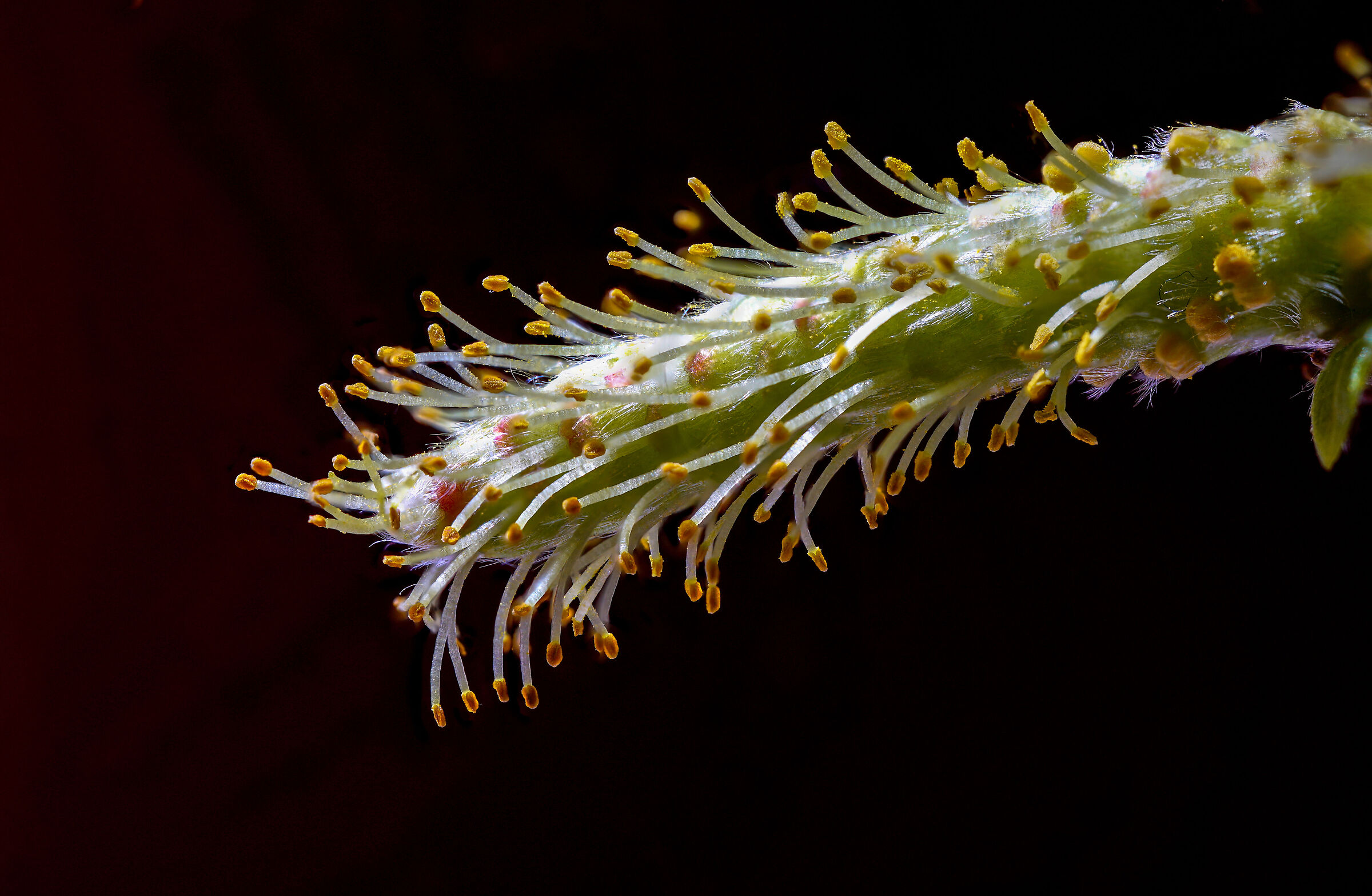 Fiore di salice