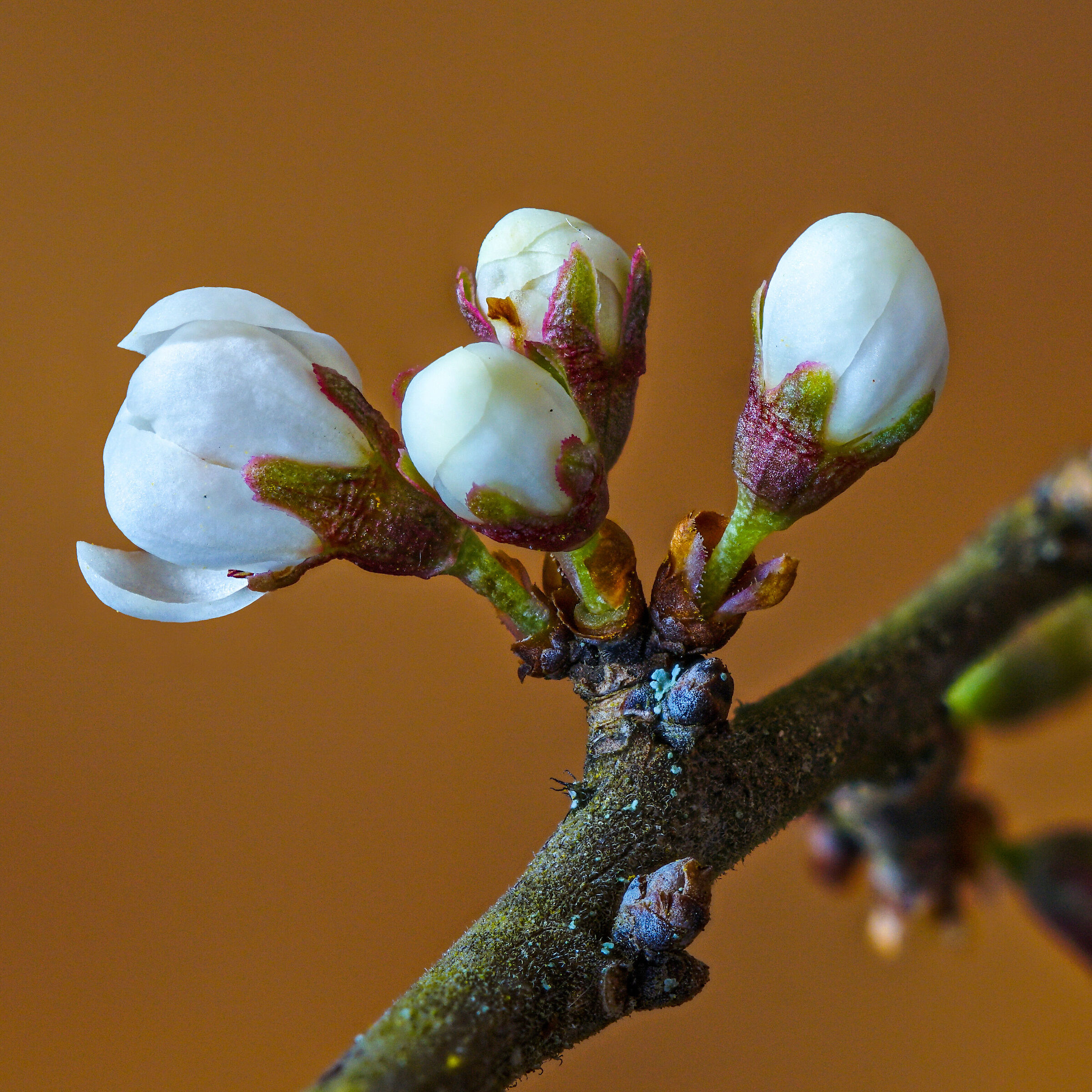 Segnali di primavera