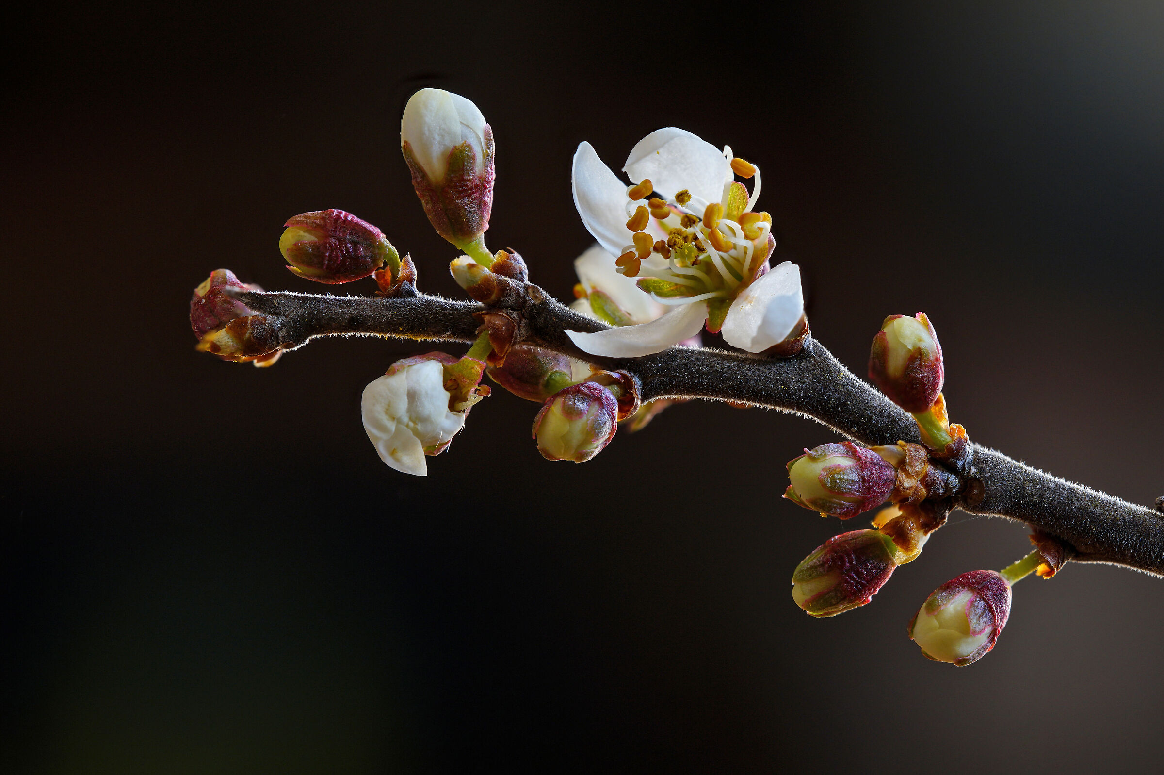 Spring Signs