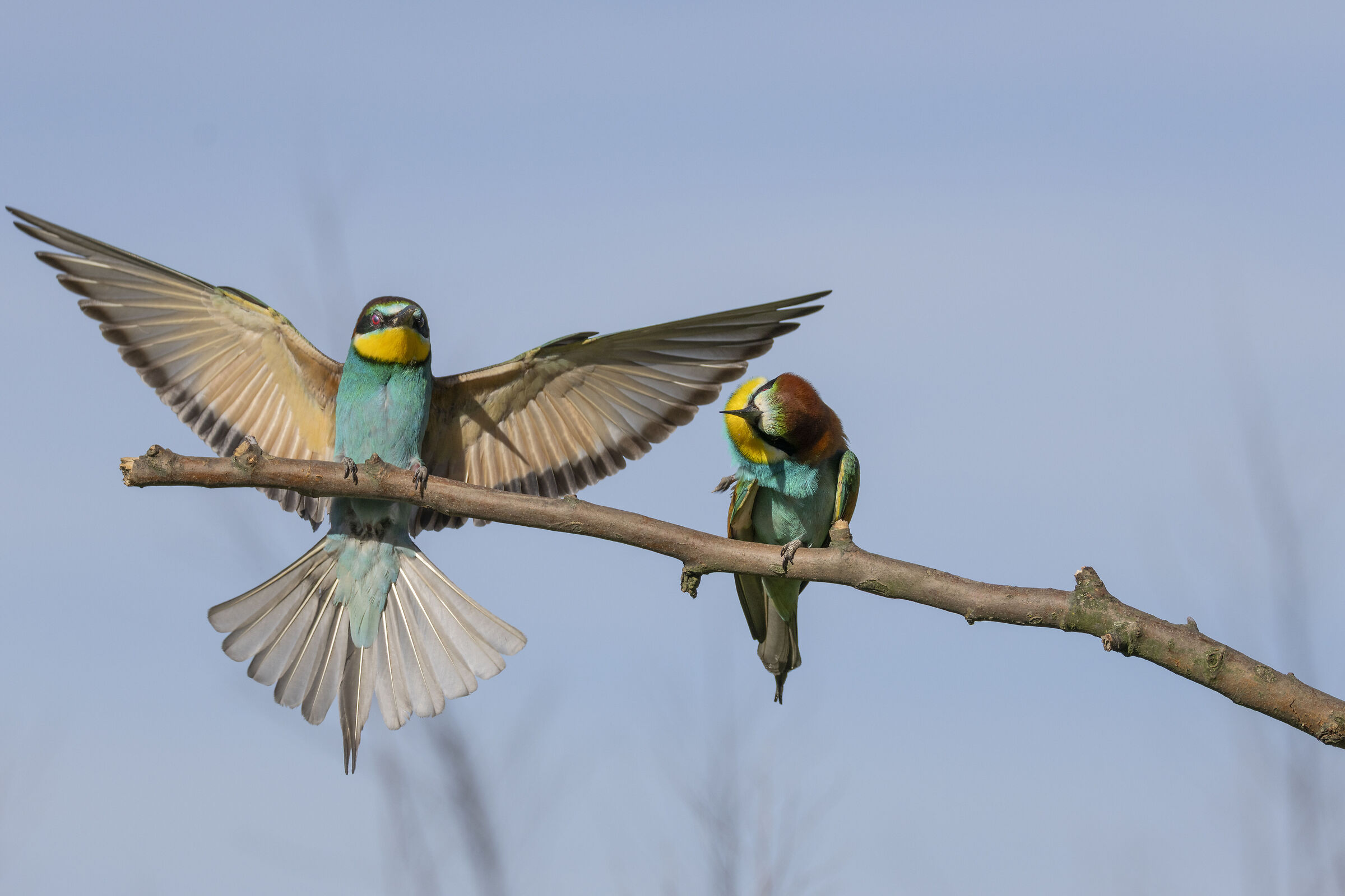 Bee-eaters