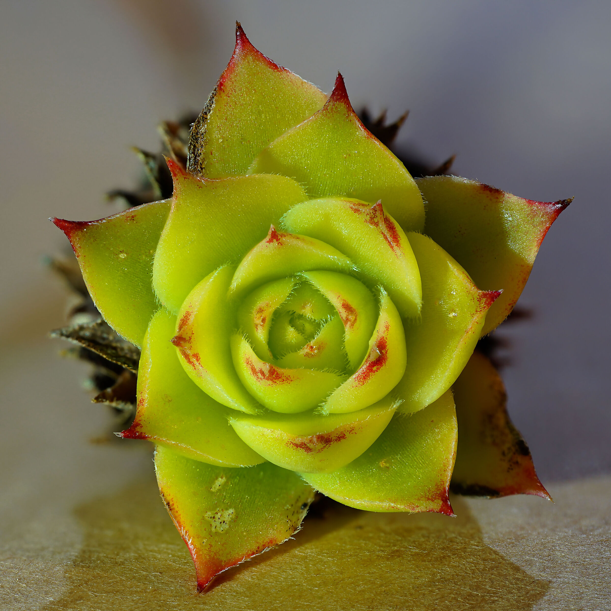 Sempervivum tectorum