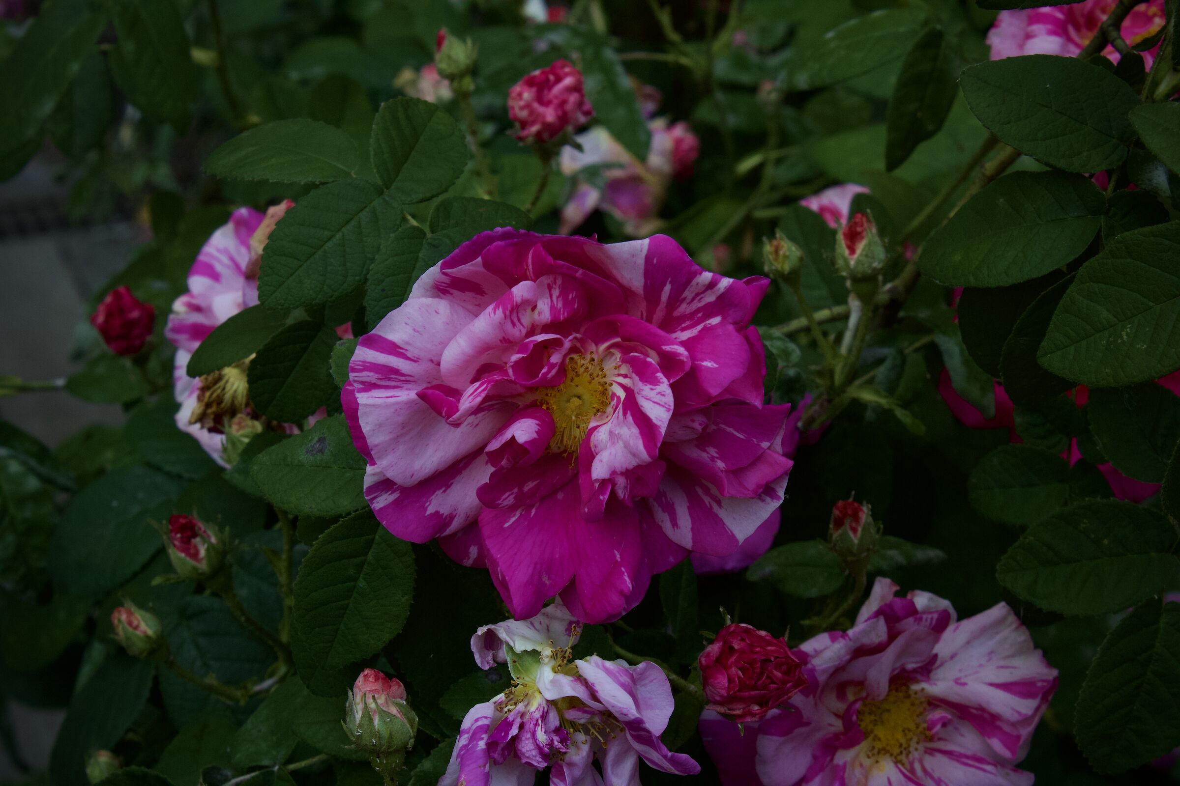 floret