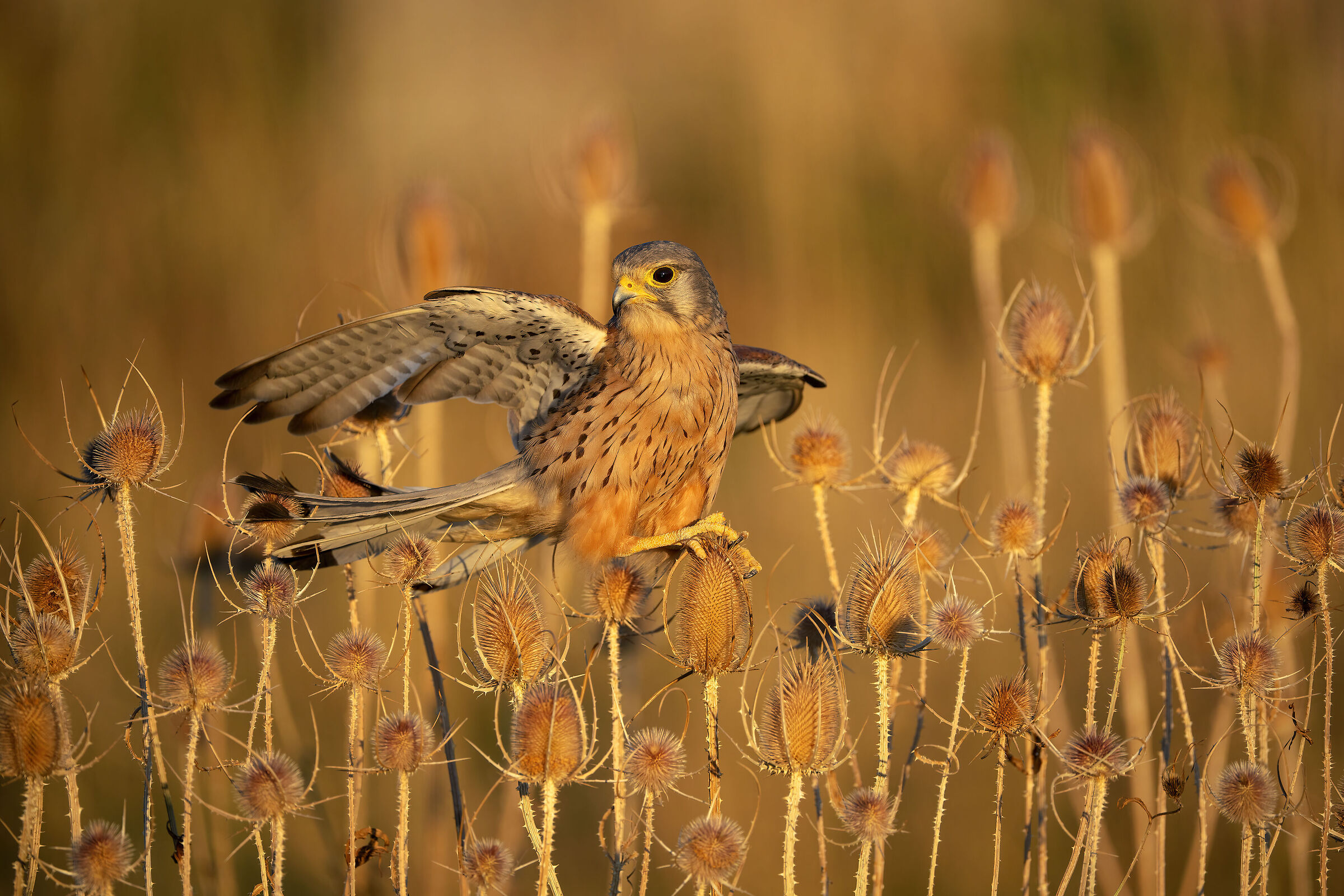 kestrel