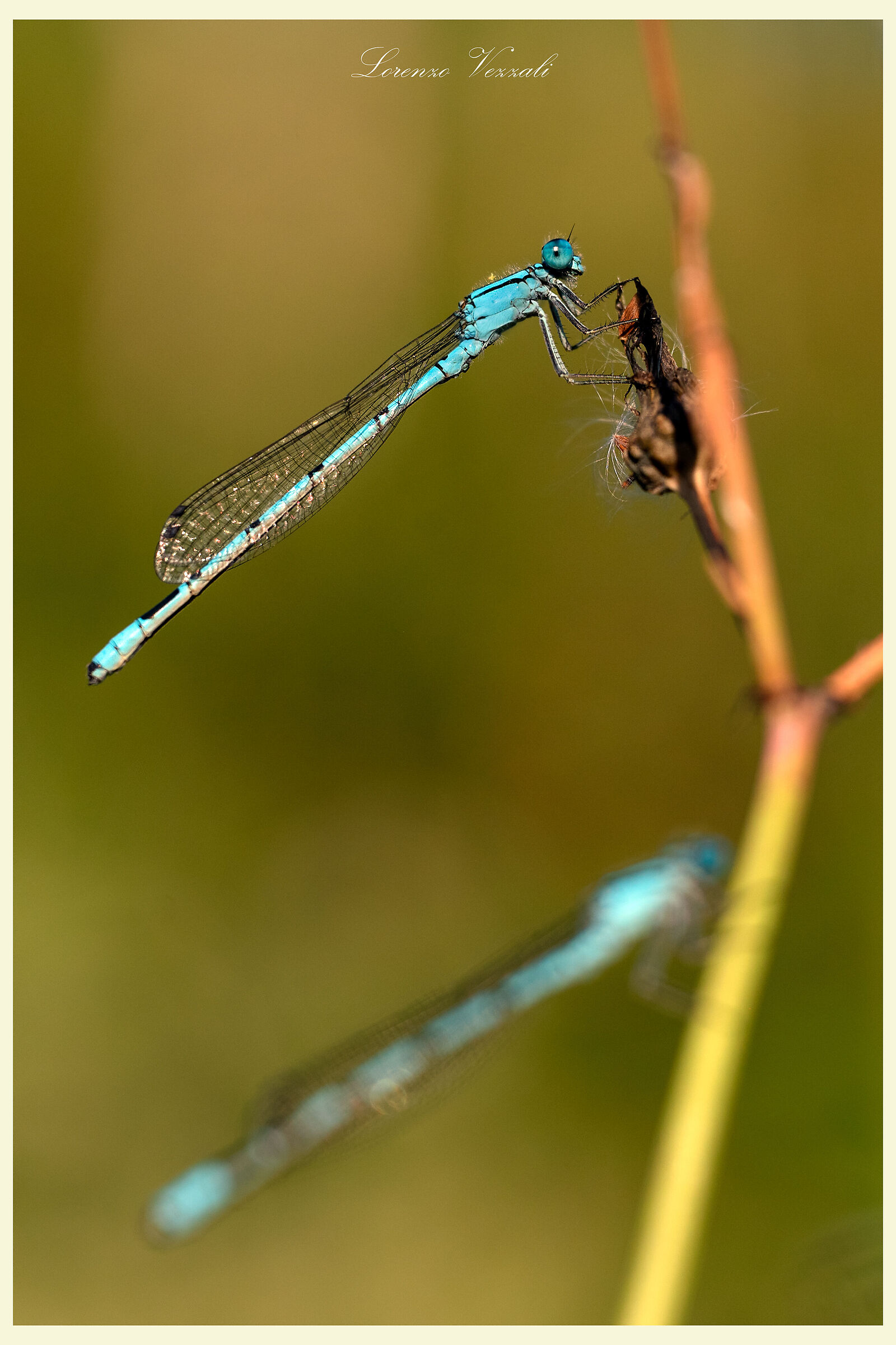 My first dragonflies